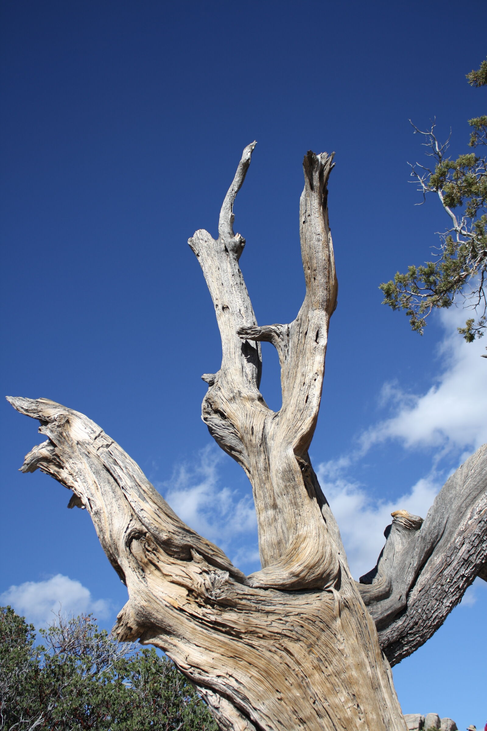 Canon EOS 1000D (EOS Digital Rebel XS / EOS Kiss F) sample photo. Blue, dead, tree, driftwood photography