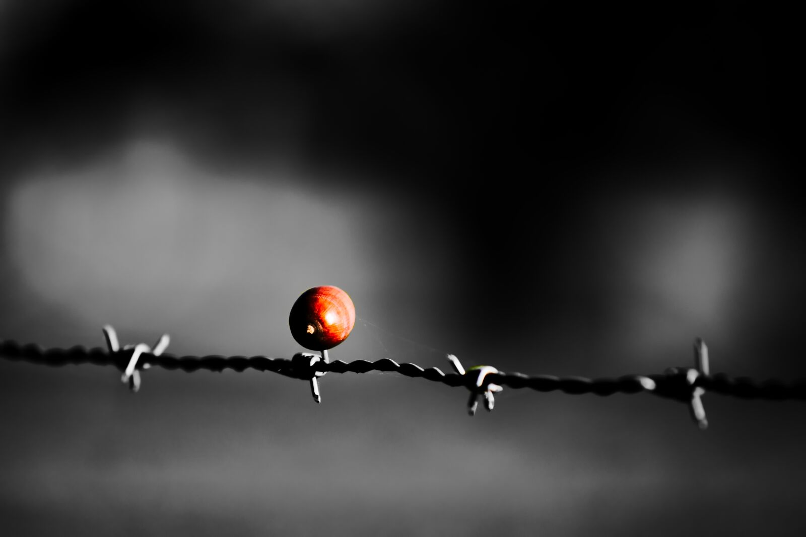 Canon EOS 80D sample photo. Barbed wire, wire, acorn photography