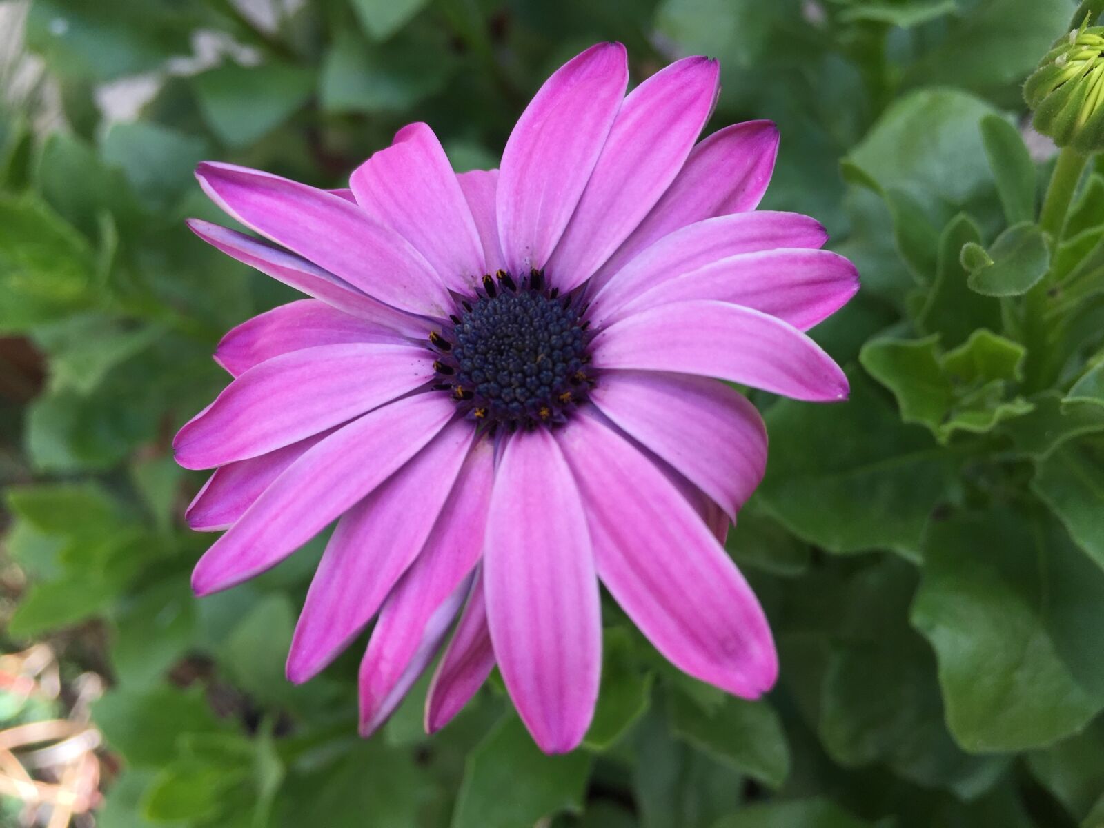 Apple iPhone 6 sample photo. Flower, garden, purple flowers photography