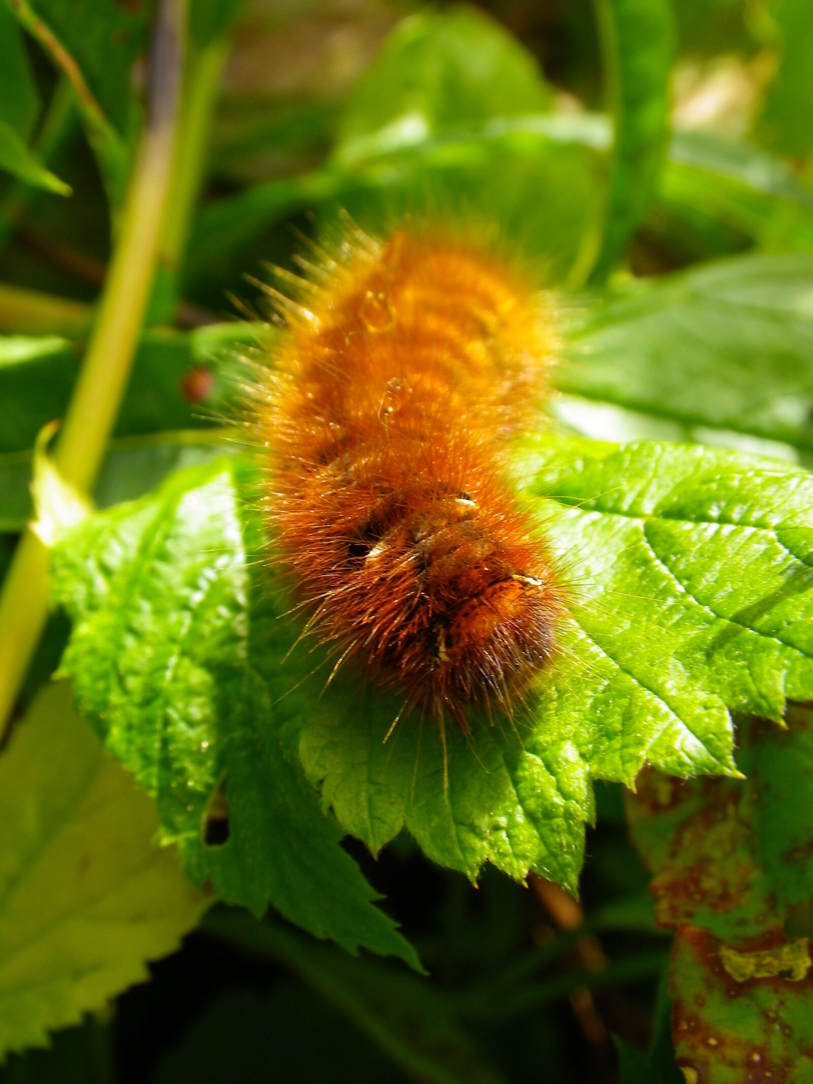Pentax Optio W90 sample photo. Caterpillar, close up, hairy photography