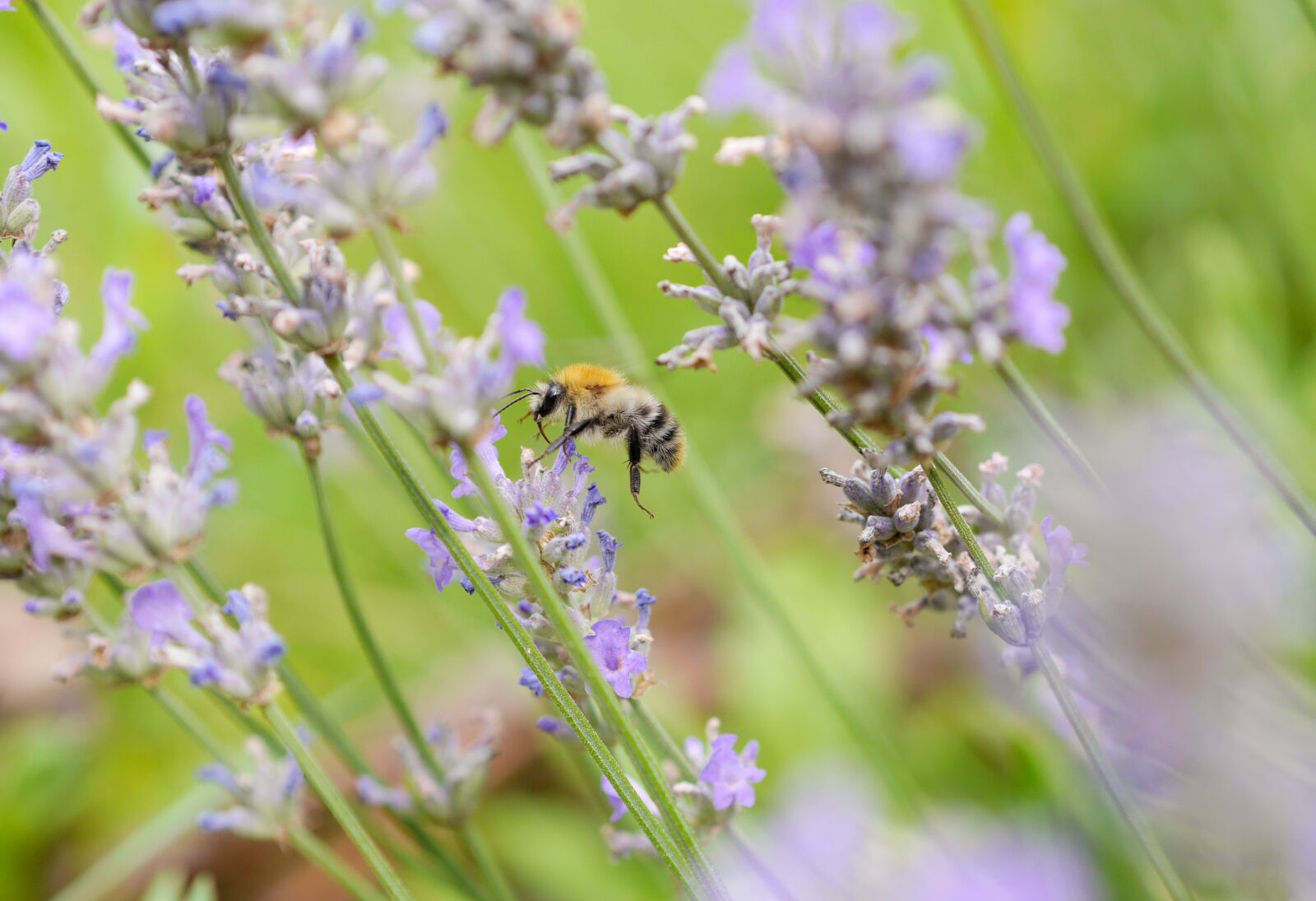 Panasonic Lumix DMC-GH3 sample photo. Bee, lavender, insect photography