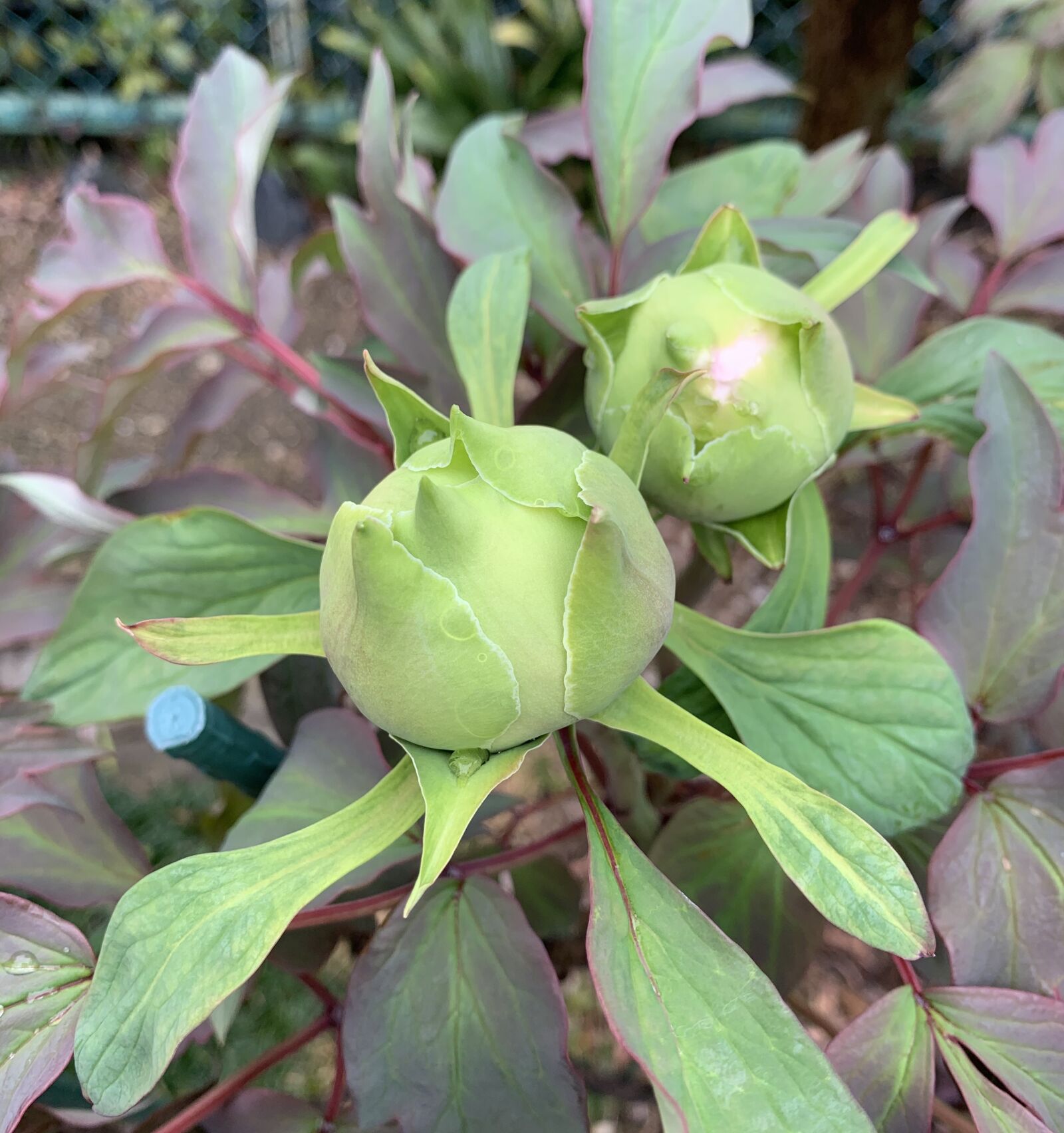 Apple iPhone XR sample photo. Almost no, bud, flowering photography