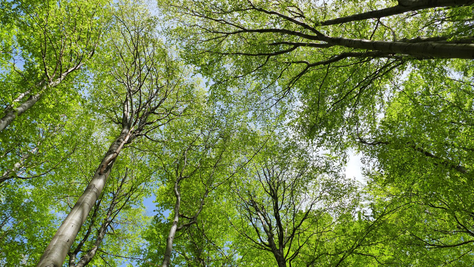 Panasonic Lumix DMC-FZ1000 sample photo. Tree, forest, foliage photography