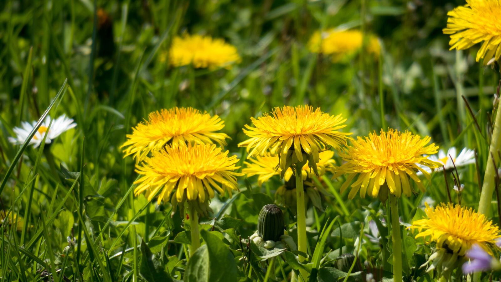 Canon PowerShot G3 X sample photo. Flower meadow, dandelion, blossom photography