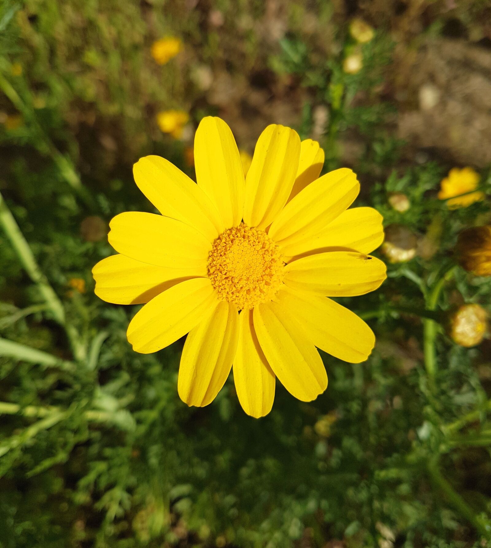 Samsung Galaxy S7 Edge sample photo. Nature, flora, flower photography