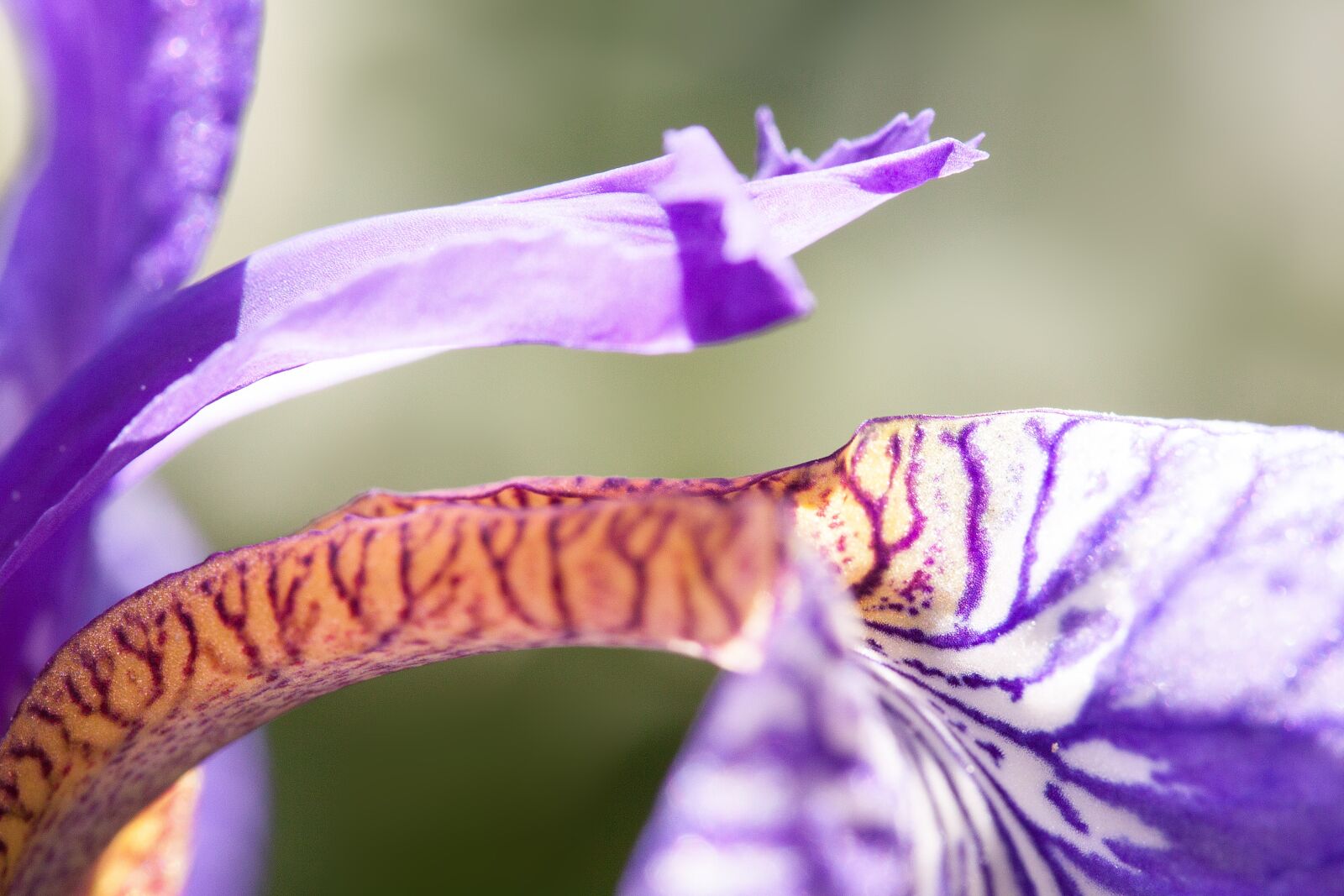 Canon EOS 50D sample photo. Iris, iris pseudacorus, purple photography