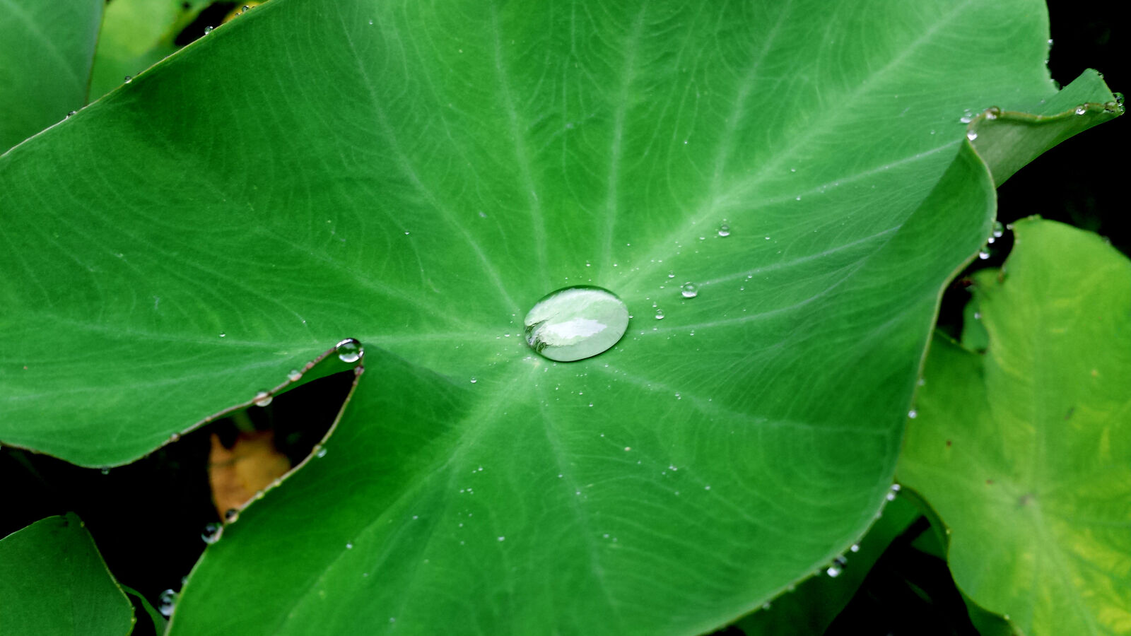 Samsung Galaxy S4 sample photo