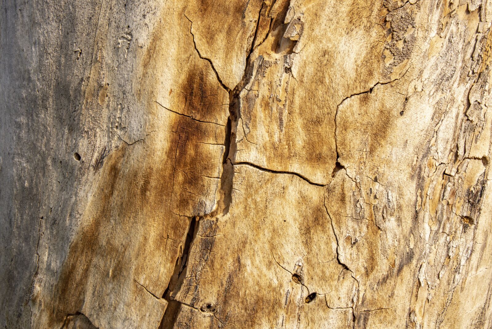 Canon EOS 6D Mark II sample photo. Texture, tree, wood photography