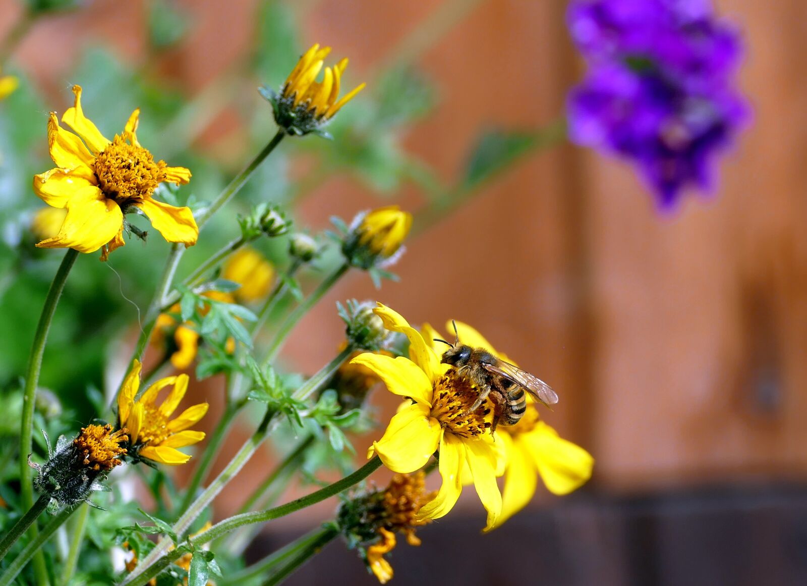 Panasonic Lumix DMC-FZ1000 sample photo. Flower, bee, nature photography