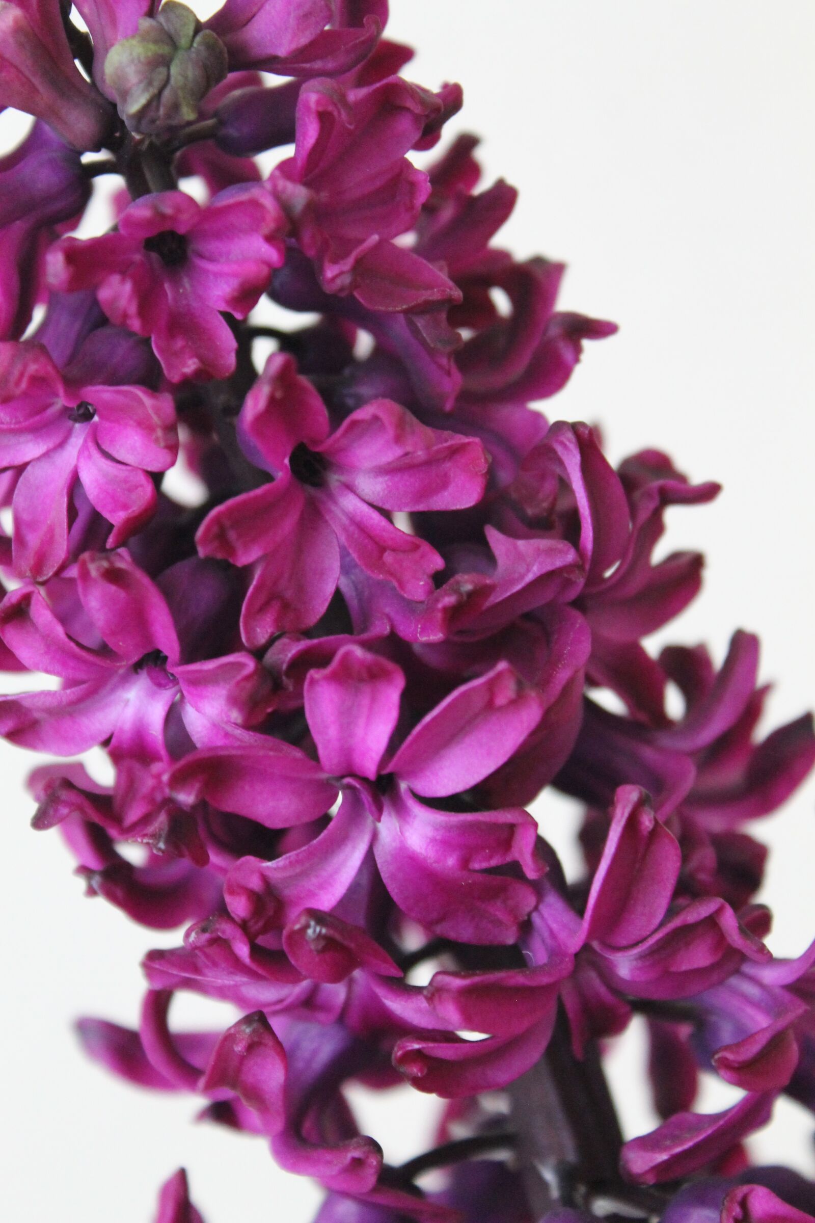 Canon EOS 1100D (EOS Rebel T3 / EOS Kiss X50) sample photo. Flowers, primula, hyacinths photography
