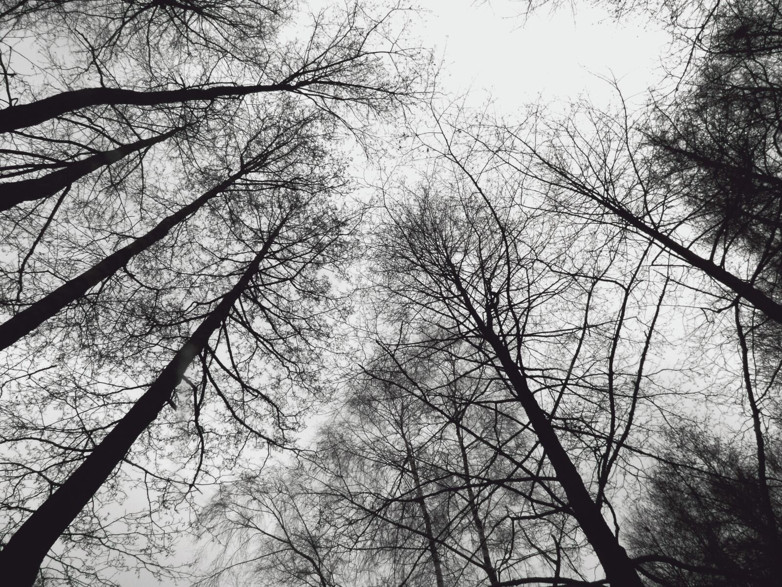 Panasonic DMC-FZ72 sample photo. Forest, trees, heaven photography