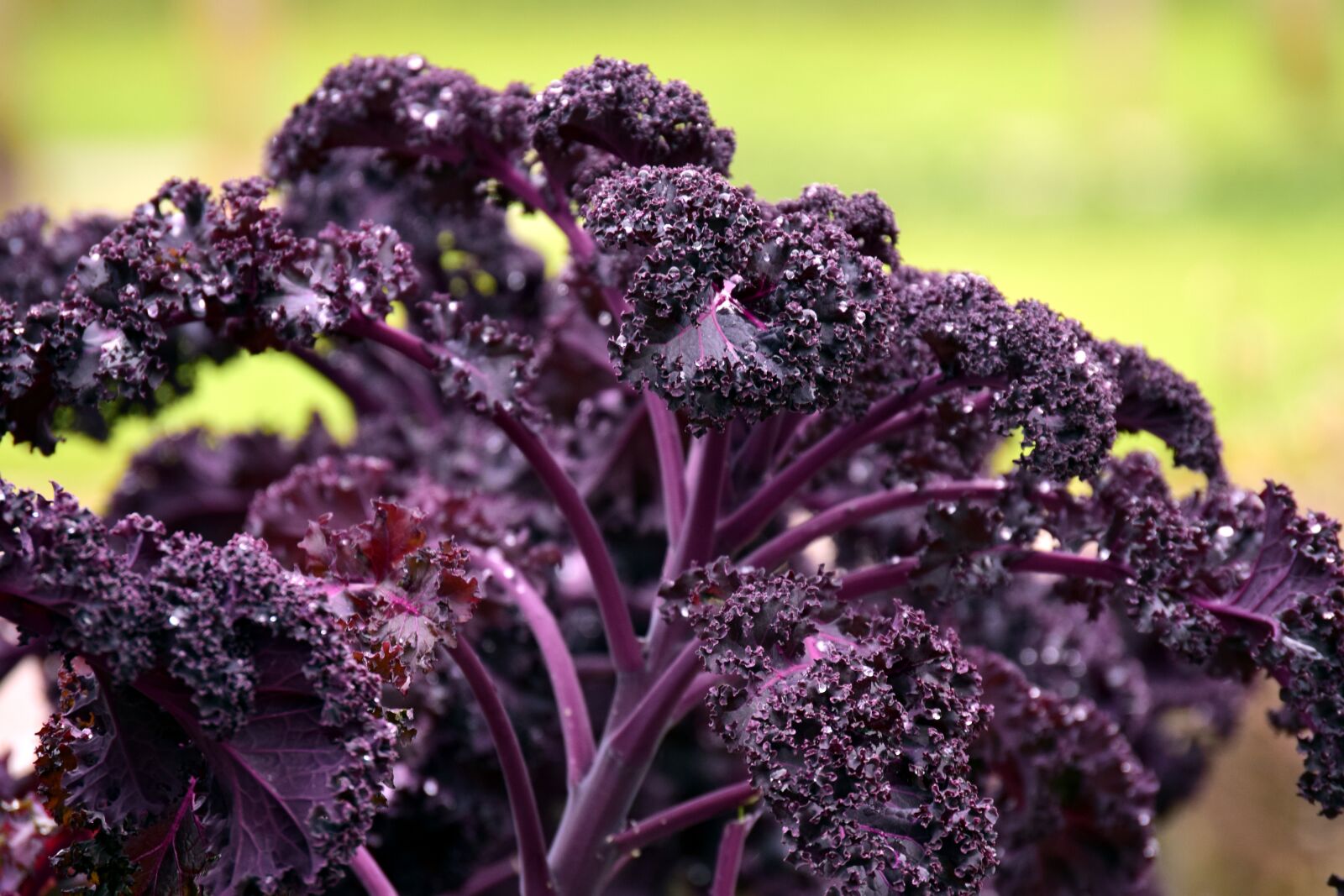 Nikon D3300 sample photo. Kohl, kale, red green photography