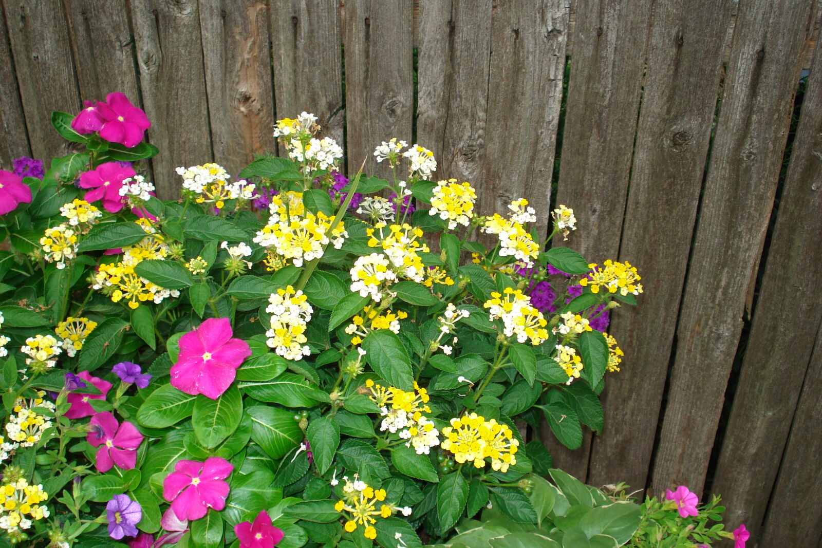 Sony DSC-W70 sample photo. Fence, flowers photography