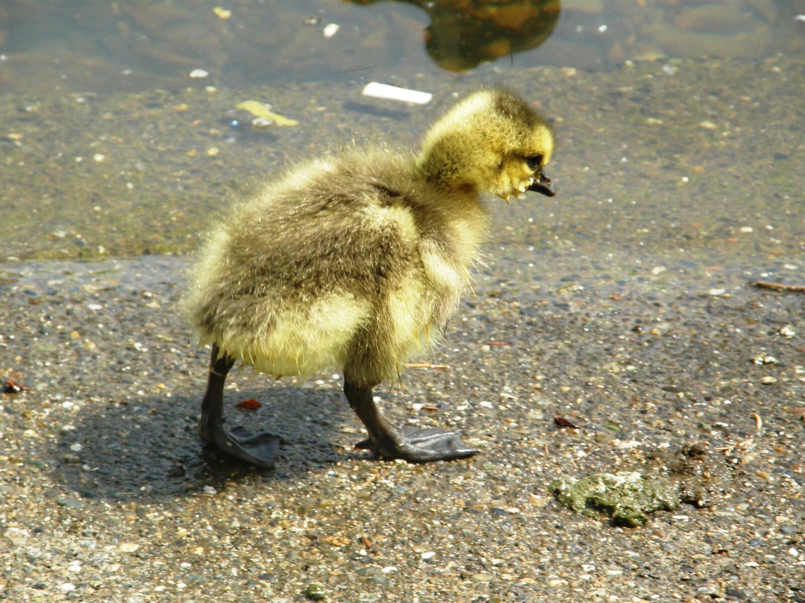 Olympus SP550UZ sample photo. Gosling, cute, bird photography