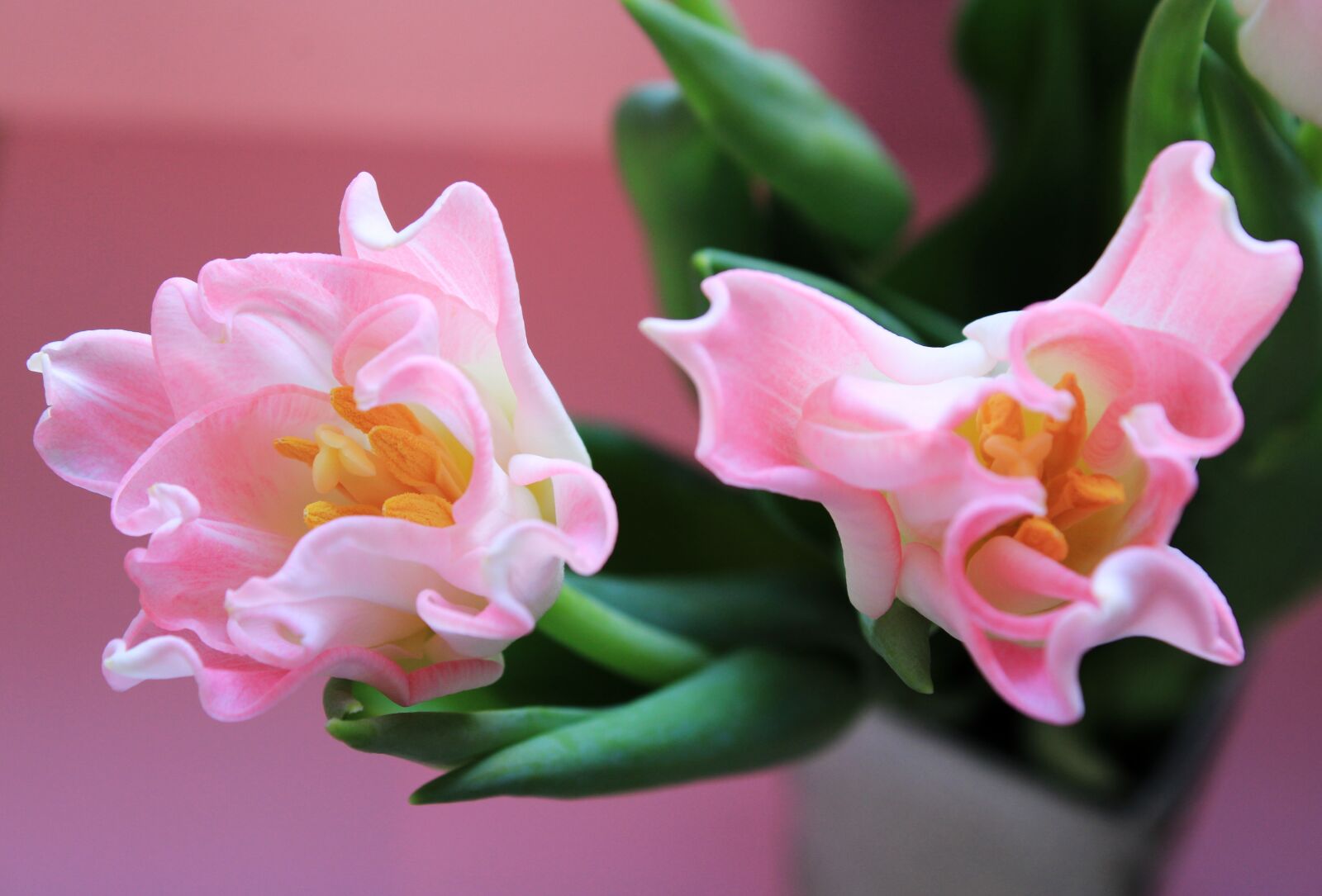 Canon EOS 2000D (EOS Rebel T7 / EOS Kiss X90 / EOS 1500D) sample photo. Tulips, pink, green photography
