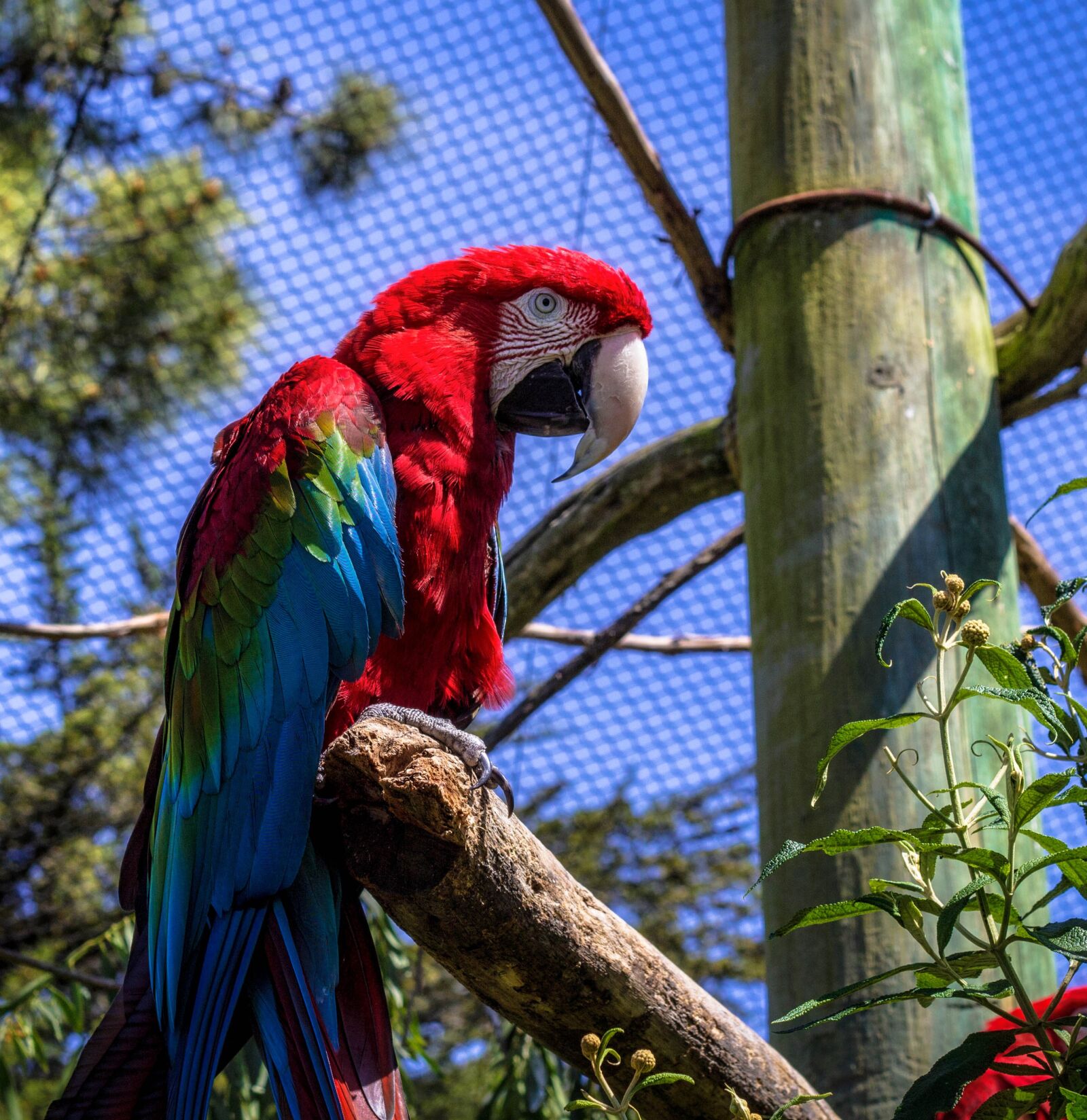 Canon EOS 600D (Rebel EOS T3i / EOS Kiss X5) + Canon EF 50mm F1.8 II sample photo. Parrot, animal, zoo photography