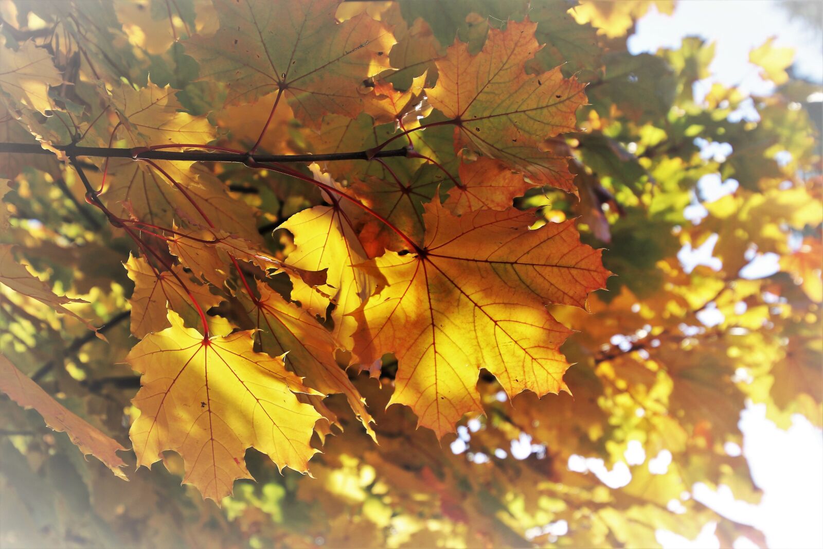 Canon EOS 80D sample photo. Yellow, sunny, autumn photography