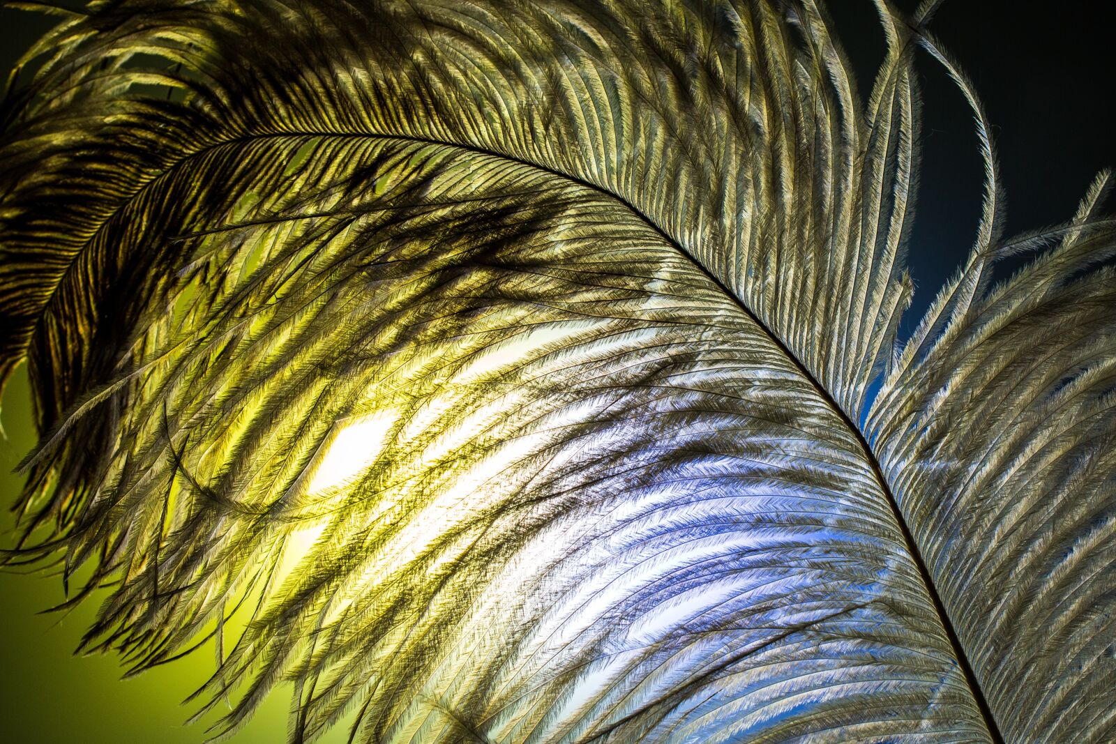 Canon EOS 70D + Canon EF 50mm F2.5 Macro sample photo. Ostrich feather, feather, ease photography