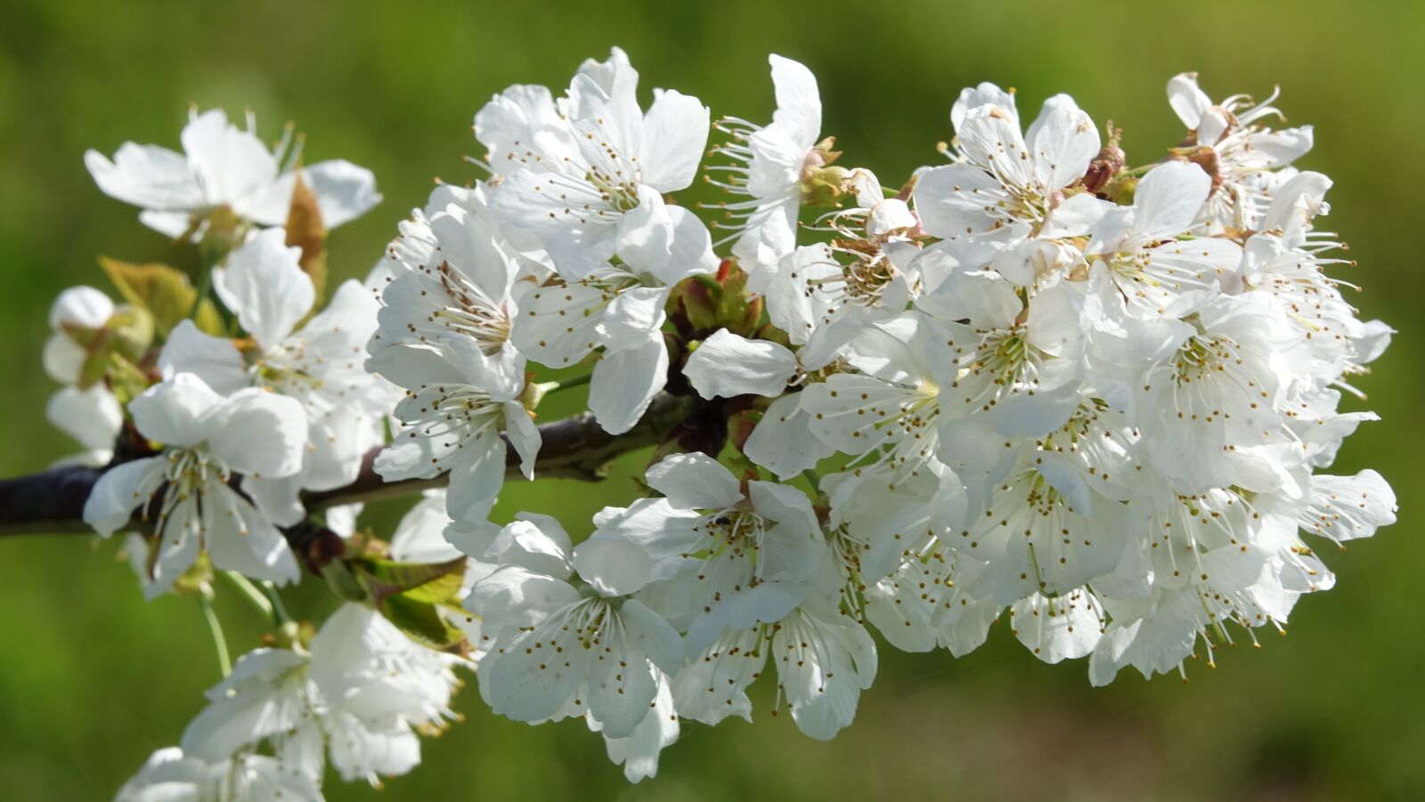 Sony Cyber-shot DSC-RX10 III sample photo. Flower, cherry, nature photography