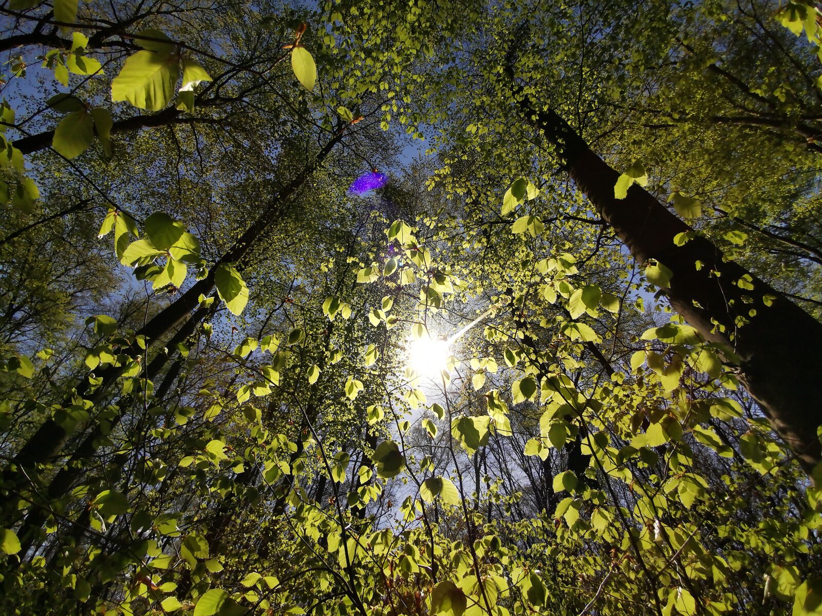 HUAWEI P30 Pro sample photo. Forest, wilderness, spring photography