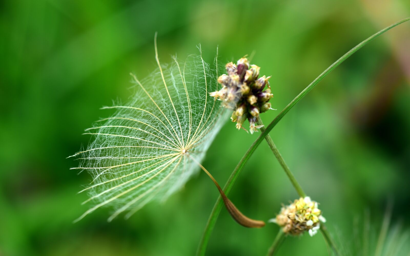 Nikon D750 sample photo. Same, flugsame, close up photography