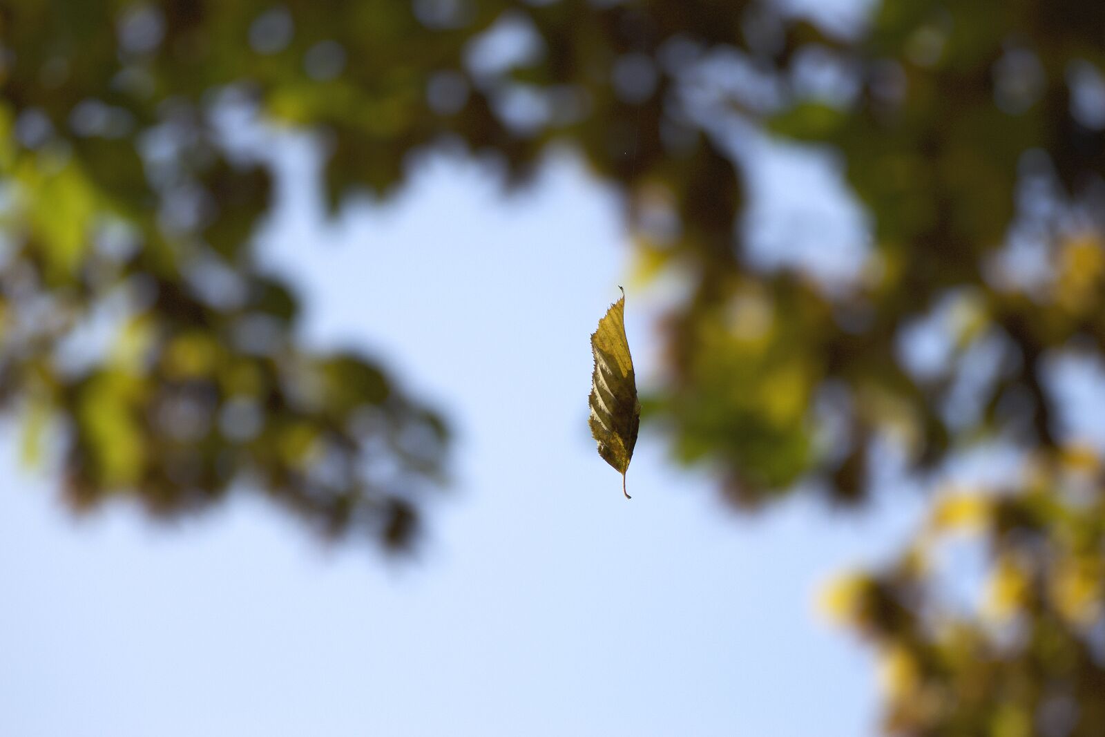 Nikon D3300 sample photo. Autumn, autumn, leaf, autumn photography