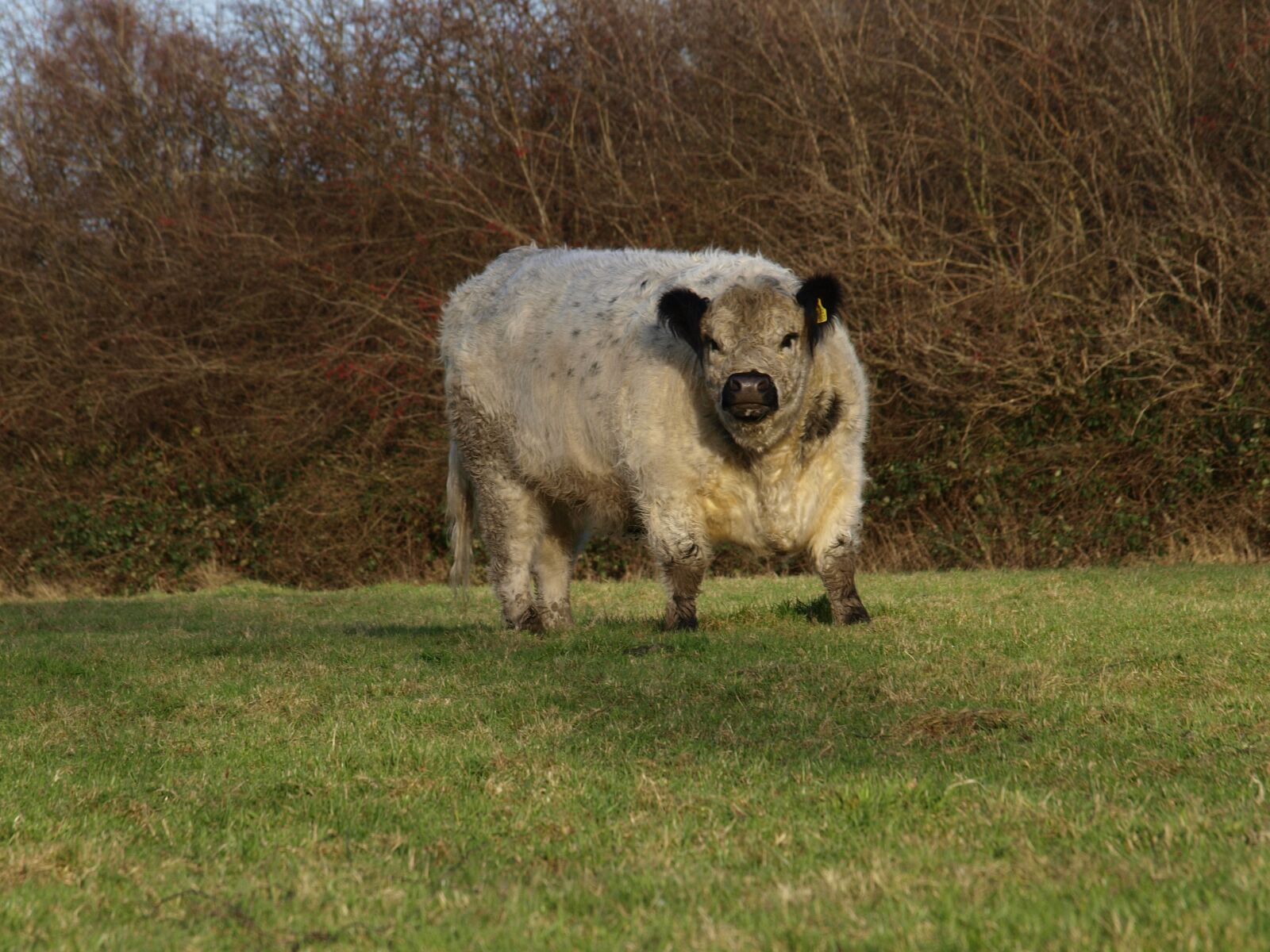 Olympus E-420 (EVOLT E-420) sample photo. Beef, galloway, willow meat photography