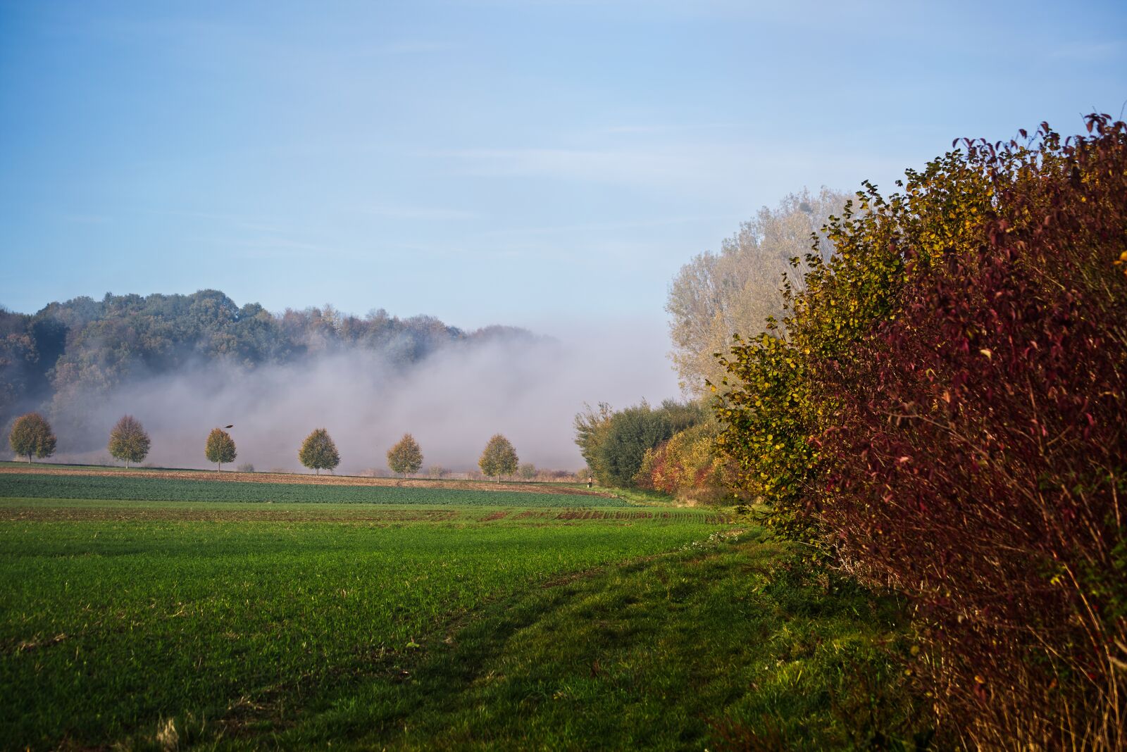 Nikon D5500 sample photo. Landscape, fog, forest photography