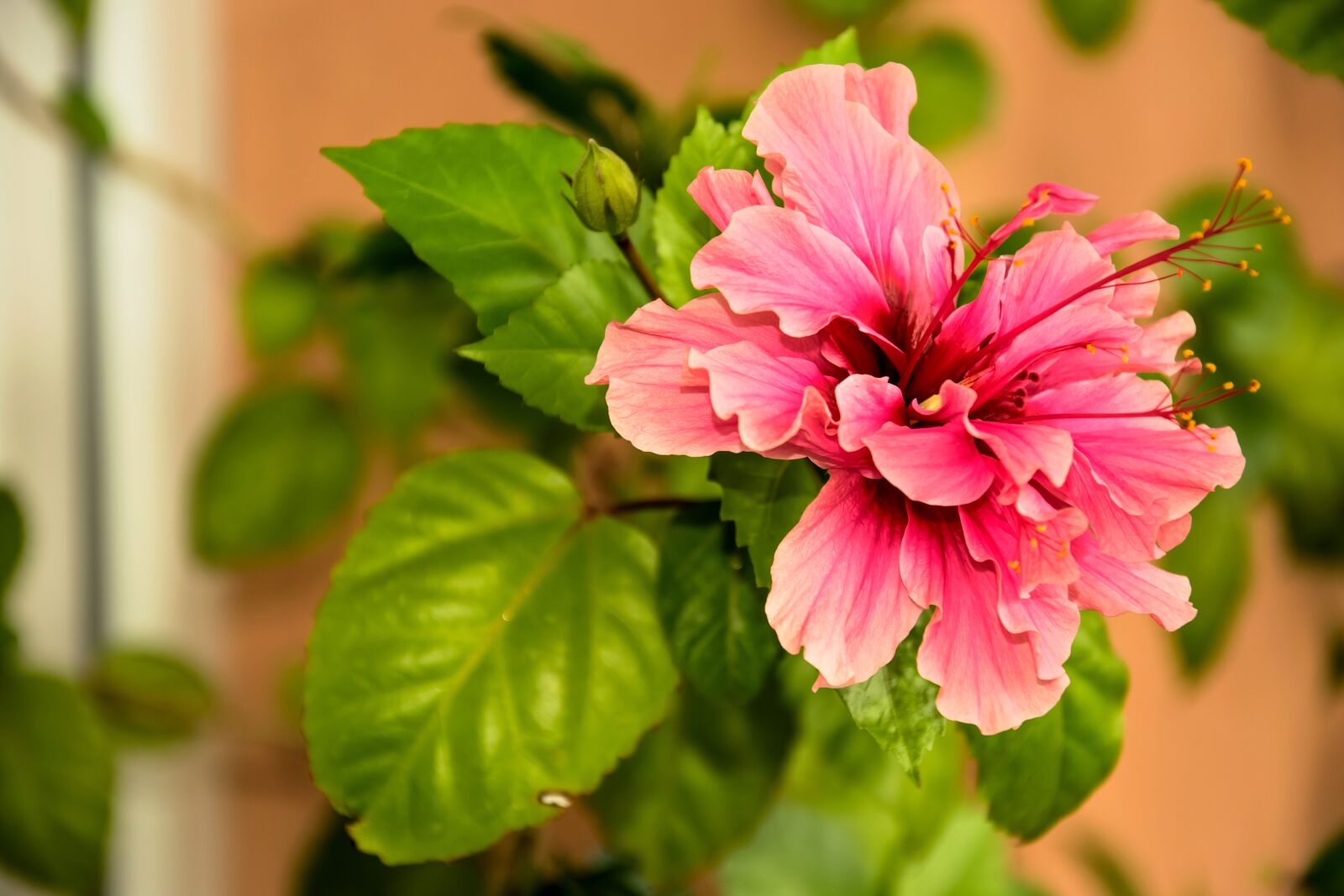 Nikon D3300 sample photo. Chinese rose, flower, pink photography