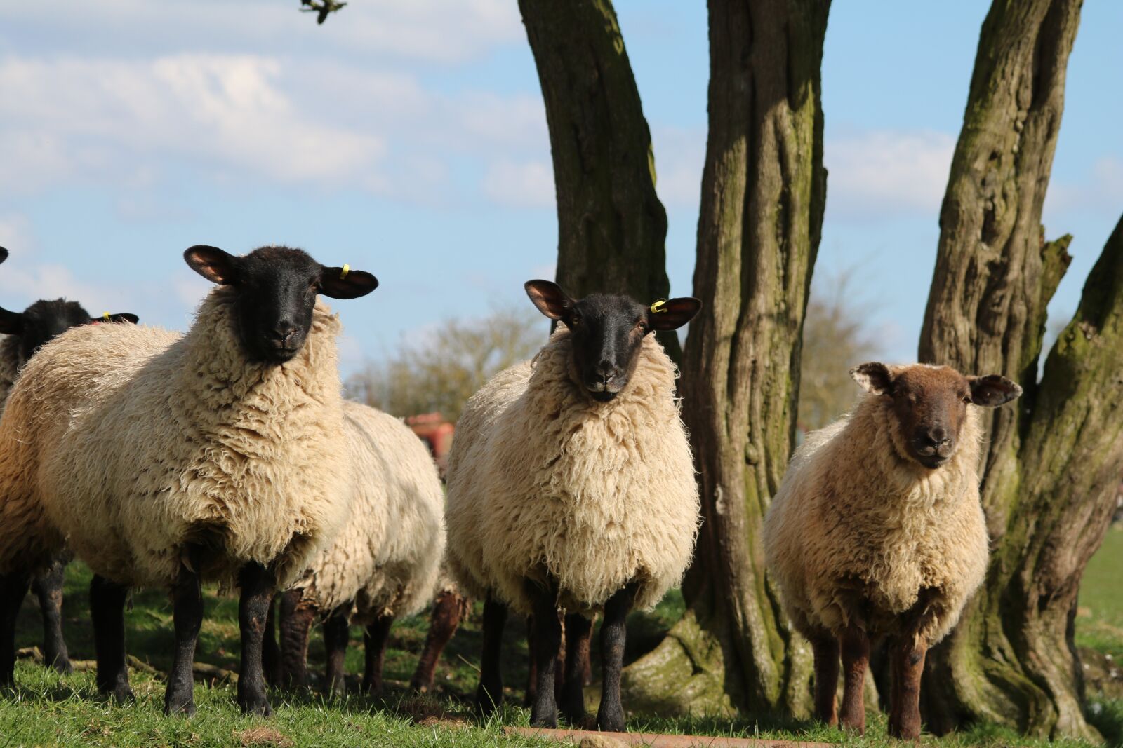 Canon EOS 750D (EOS Rebel T6i / EOS Kiss X8i) + Canon EF 28-135mm F3.5-5.6 IS USM sample photo. Sheep, lamb, field photography