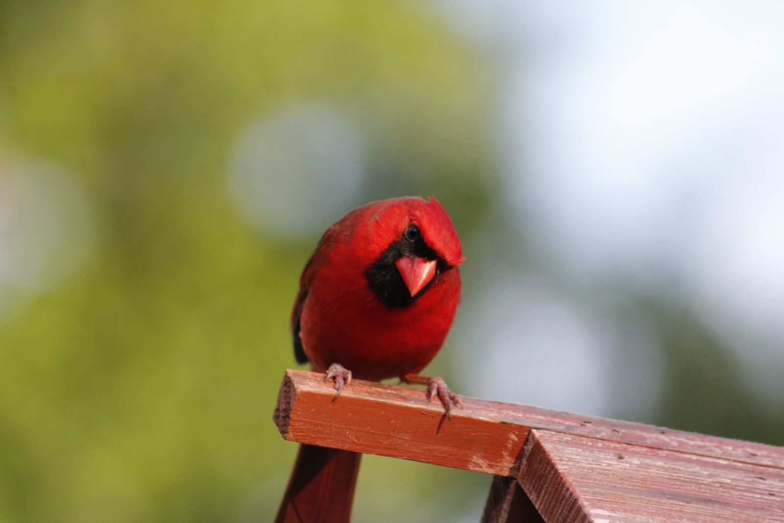 Canon EOS 550D (EOS Rebel T2i / EOS Kiss X4) sample photo. Nature, wildlife, bird photography