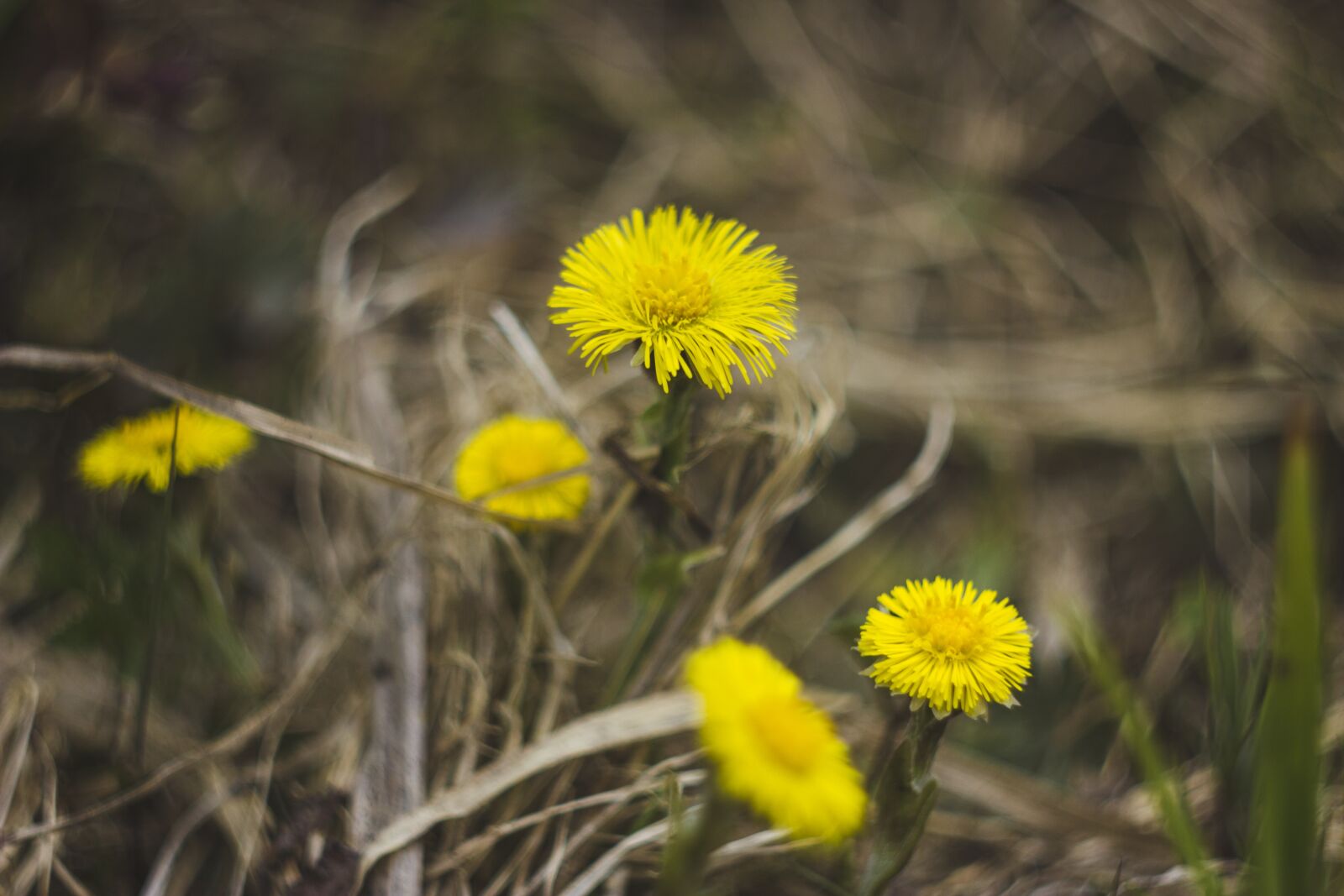 Canon EOS 550D (EOS Rebel T2i / EOS Kiss X4) sample photo. Flowers, yellow, grass photography