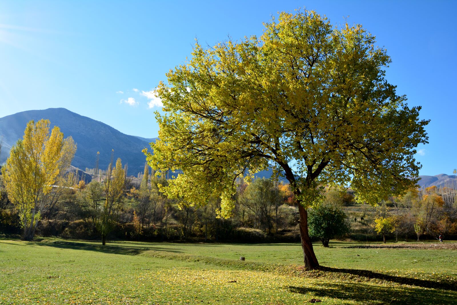 Nikon D7100 sample photo. Autumn, season, nature photography