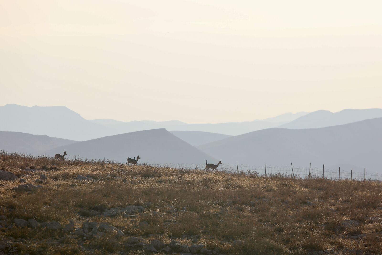 Canon EF 70-200mm F2.8L USM sample photo. Antelope, animals, wildlife photography