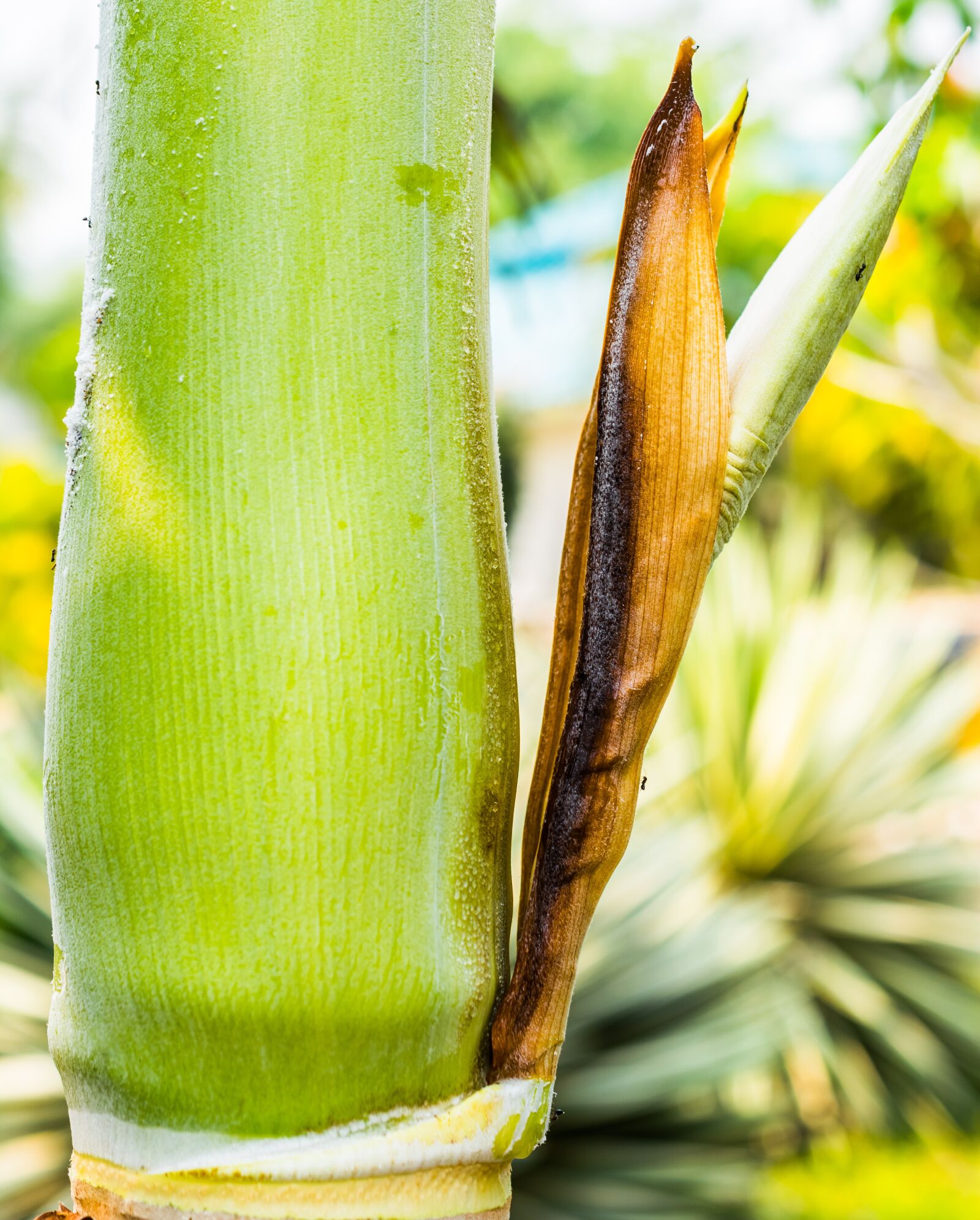 Nikon D5200 sample photo. Palm blossom, palm, palm photography