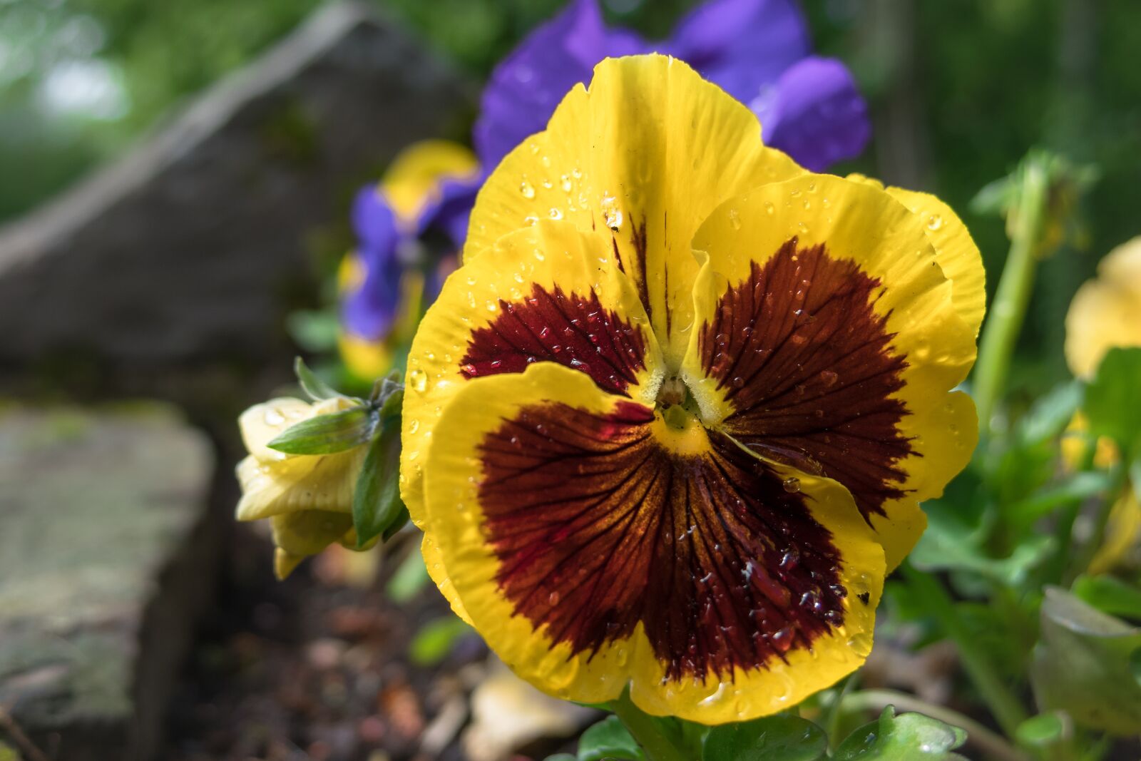Canon PowerShot G3 X sample photo. Pansy, blossom, bloom photography