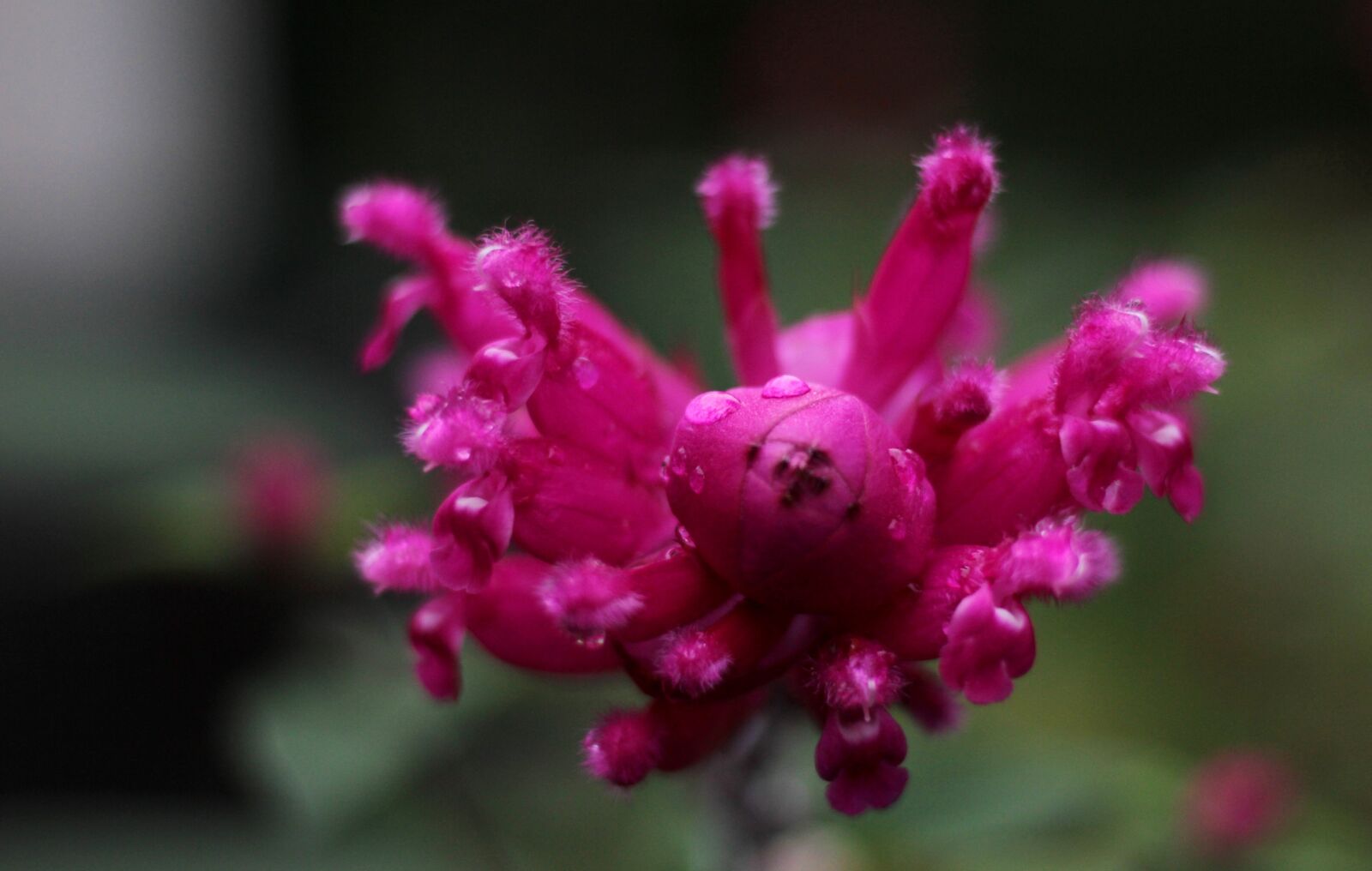 Canon EOS 600D (Rebel EOS T3i / EOS Kiss X5) sample photo. Salvia involucrata bethellii, sage photography