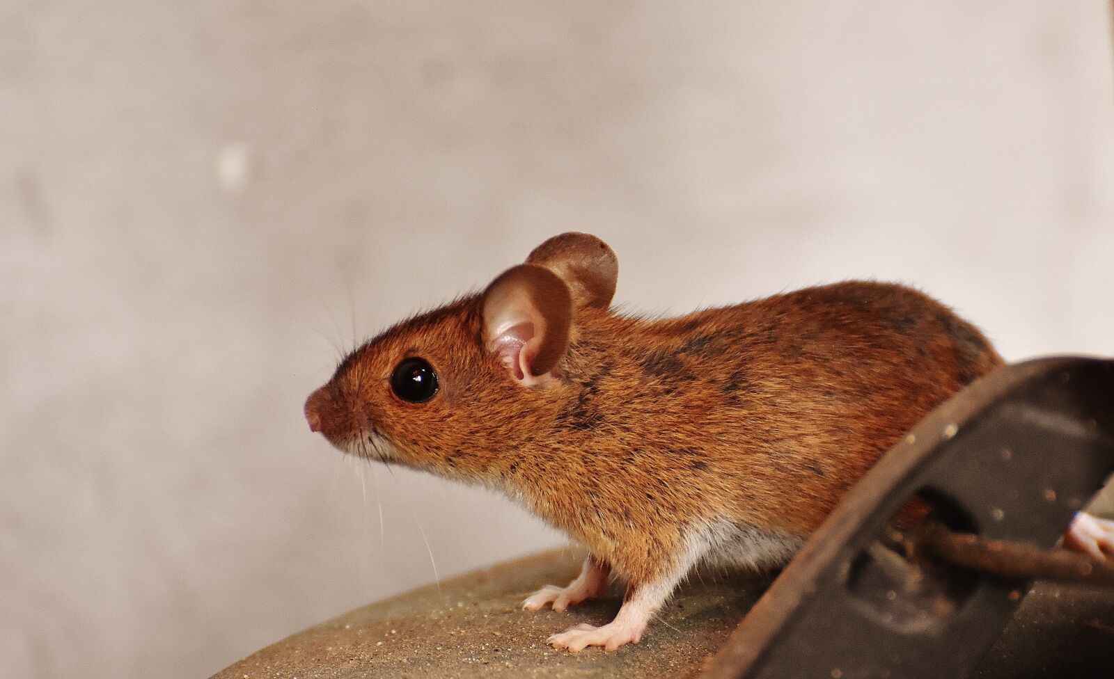 Nikon D7200 sample photo. Mouse, rodent, cute photography