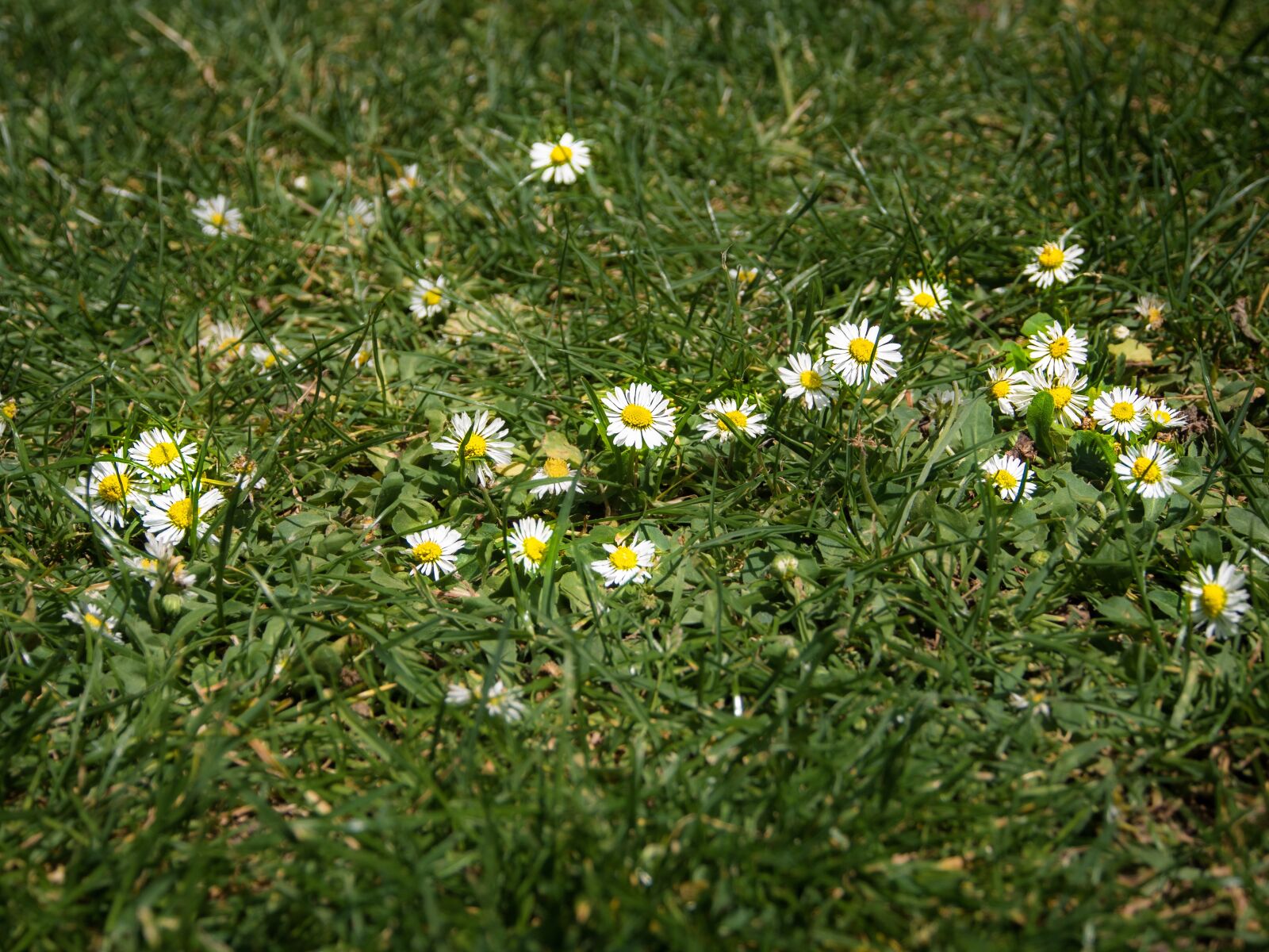 Olympus OM-D E-M5 sample photo. Flowers, grass, summer photography
