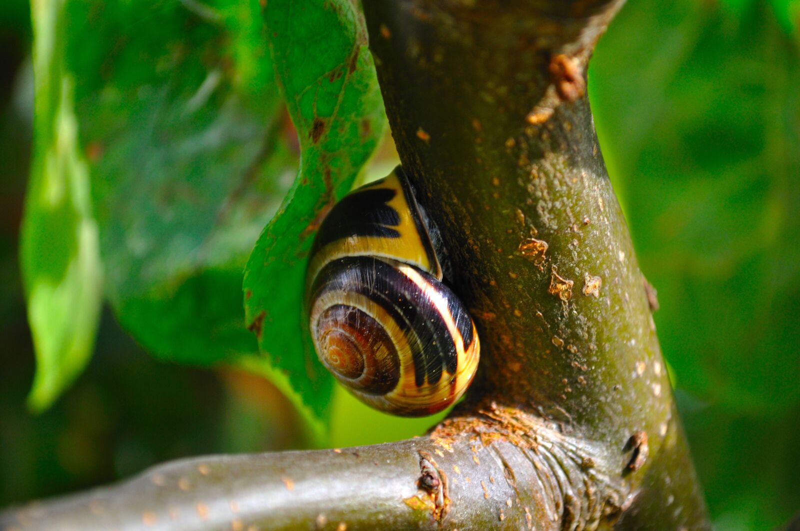 Nikon D5000 sample photo. Snail, close up, animals photography