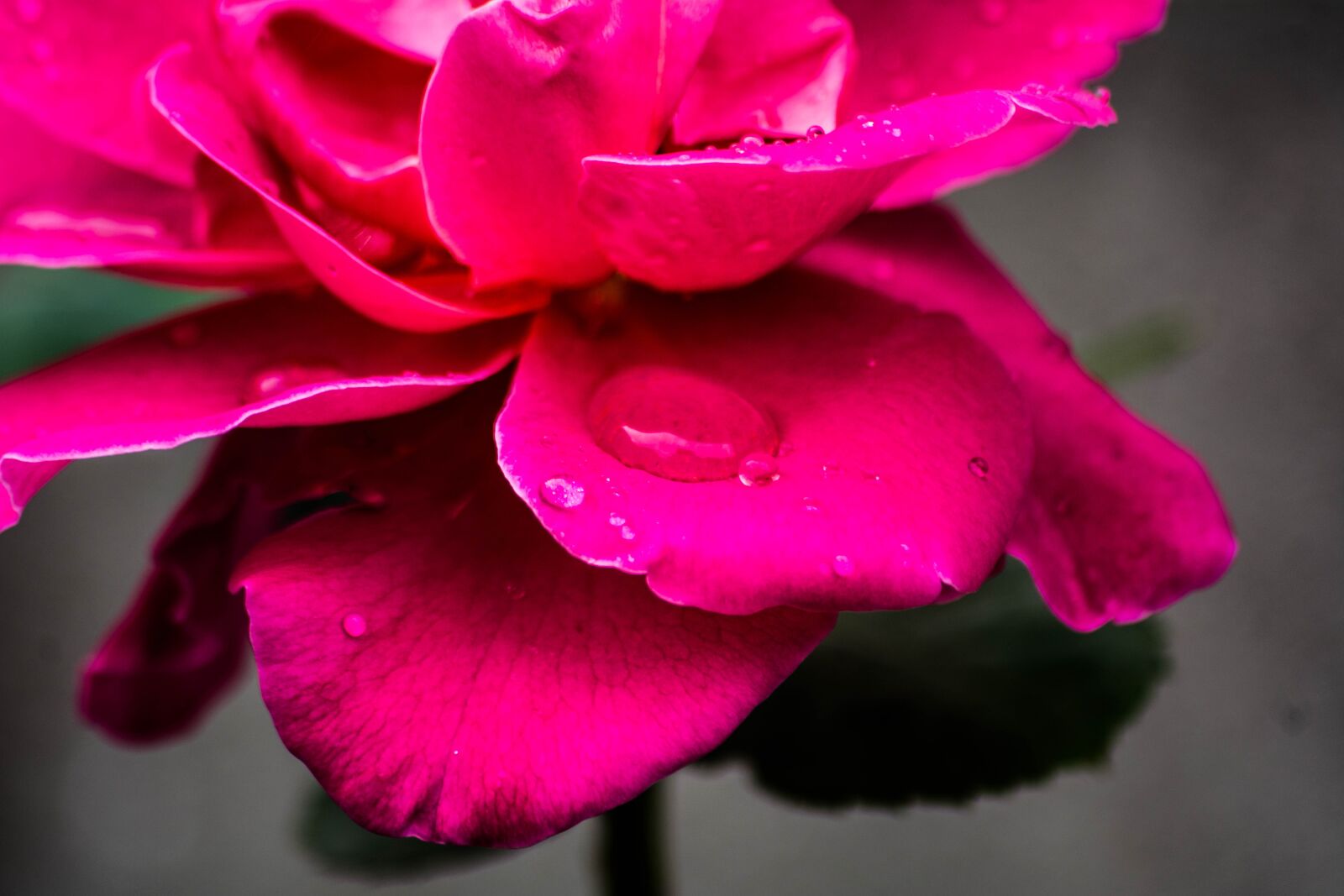 Nikon D5200 sample photo. Pink, petal, rose photography