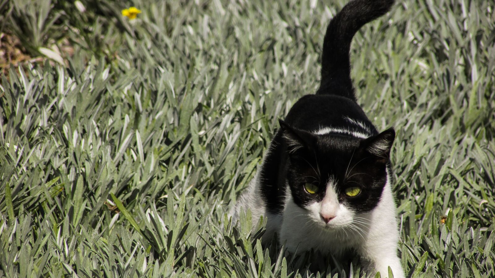 Canon PowerShot SX400 IS sample photo. Cat, hunting, nature photography