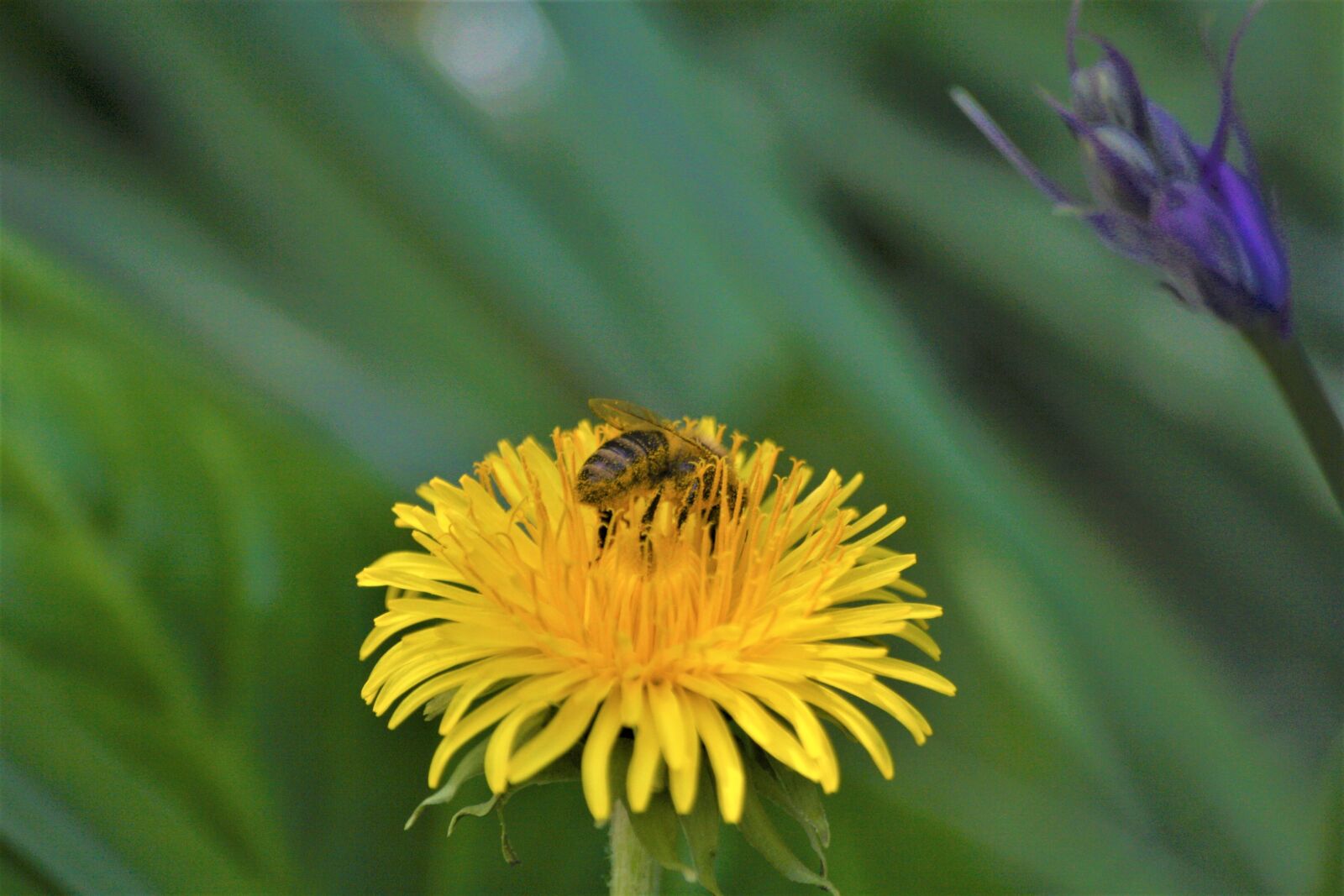 Canon EOS 1000D (EOS Digital Rebel XS / EOS Kiss F) sample photo. Bee, pollination, walk in photography