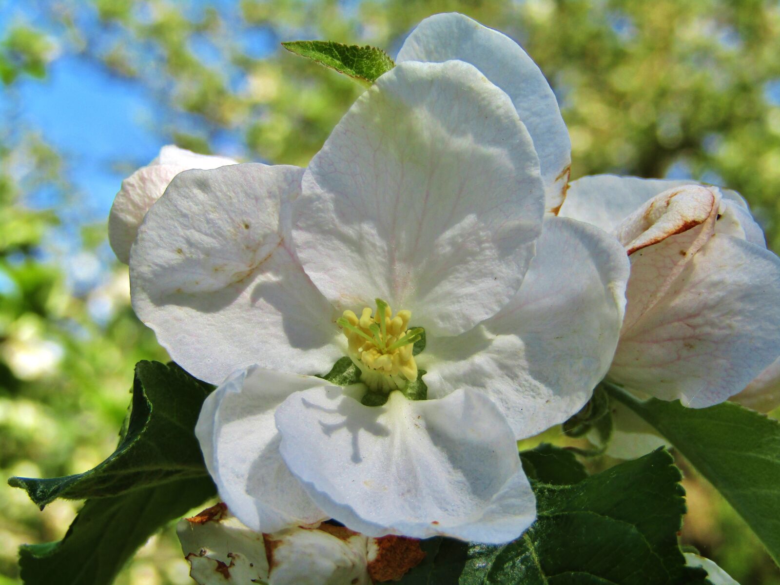 Canon POWERSHOT SX432 IS sample photo. Apple blossom, white, apple photography