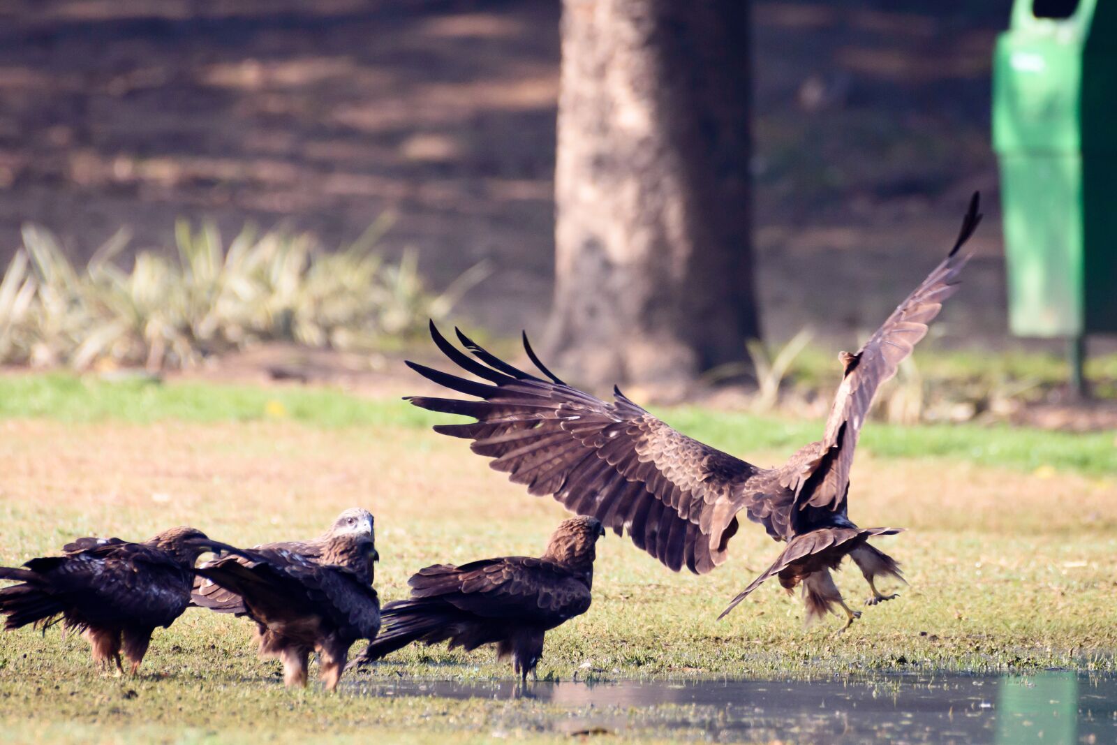 Nikon D7200 sample photo. Bird, nature, nikon photography