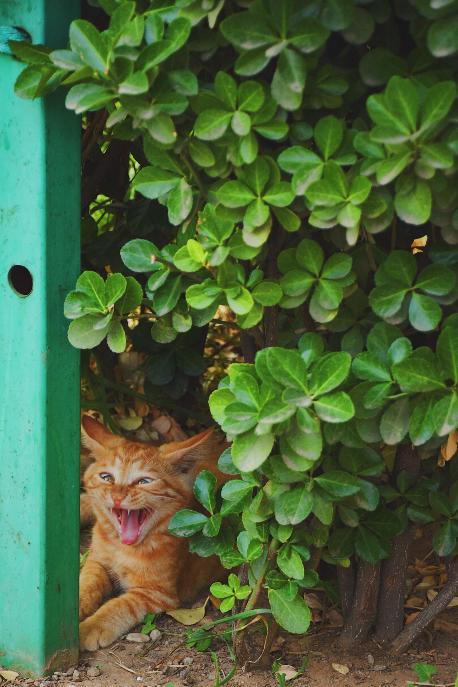 Nikon D7200 sample photo. Cat, animal, orange cat photography