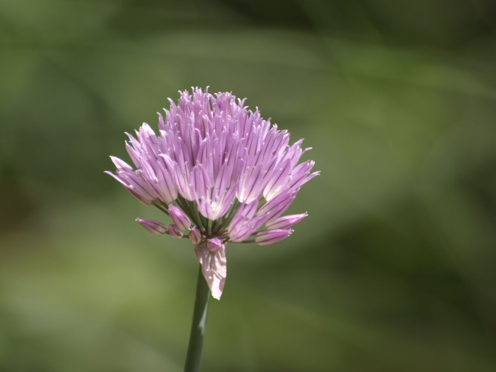 Olympus E-510 (EVOLT E-510) sample photo. Chives, herbs, plant photography