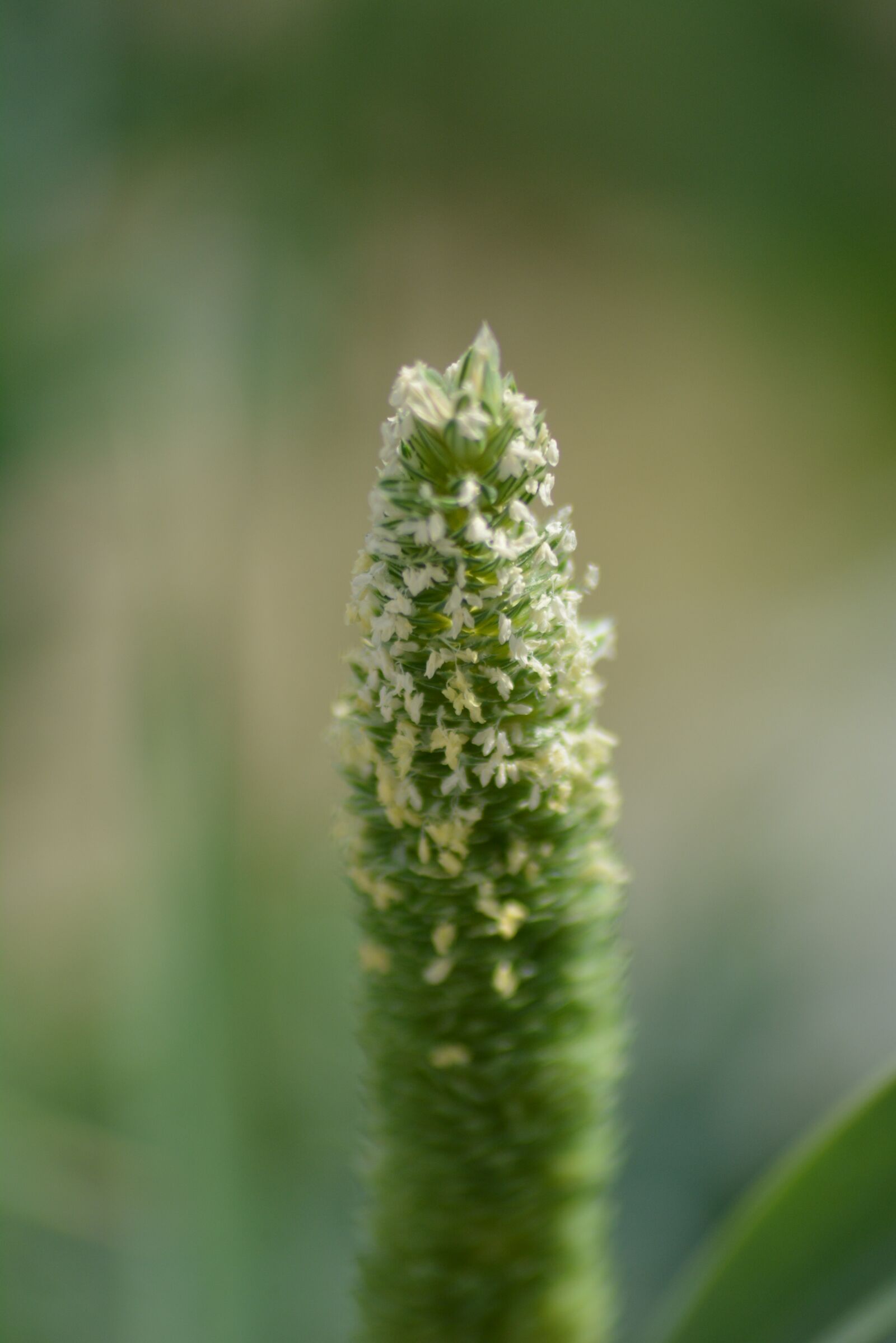 Nikon D5200 sample photo. Plant, grass, nature photography