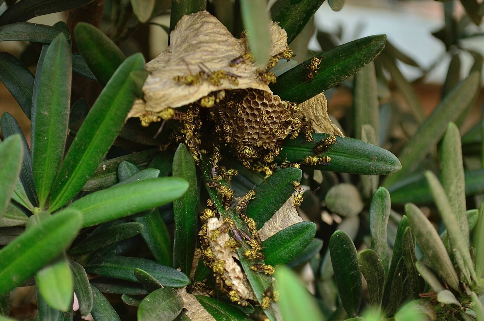 Nikon D5100 sample photo