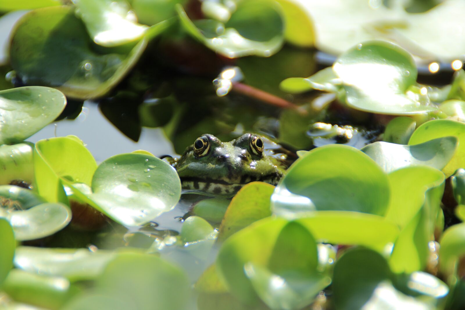 Canon EOS 1200D (EOS Rebel T5 / EOS Kiss X70 / EOS Hi) sample photo. Frog, pond, frog pond photography